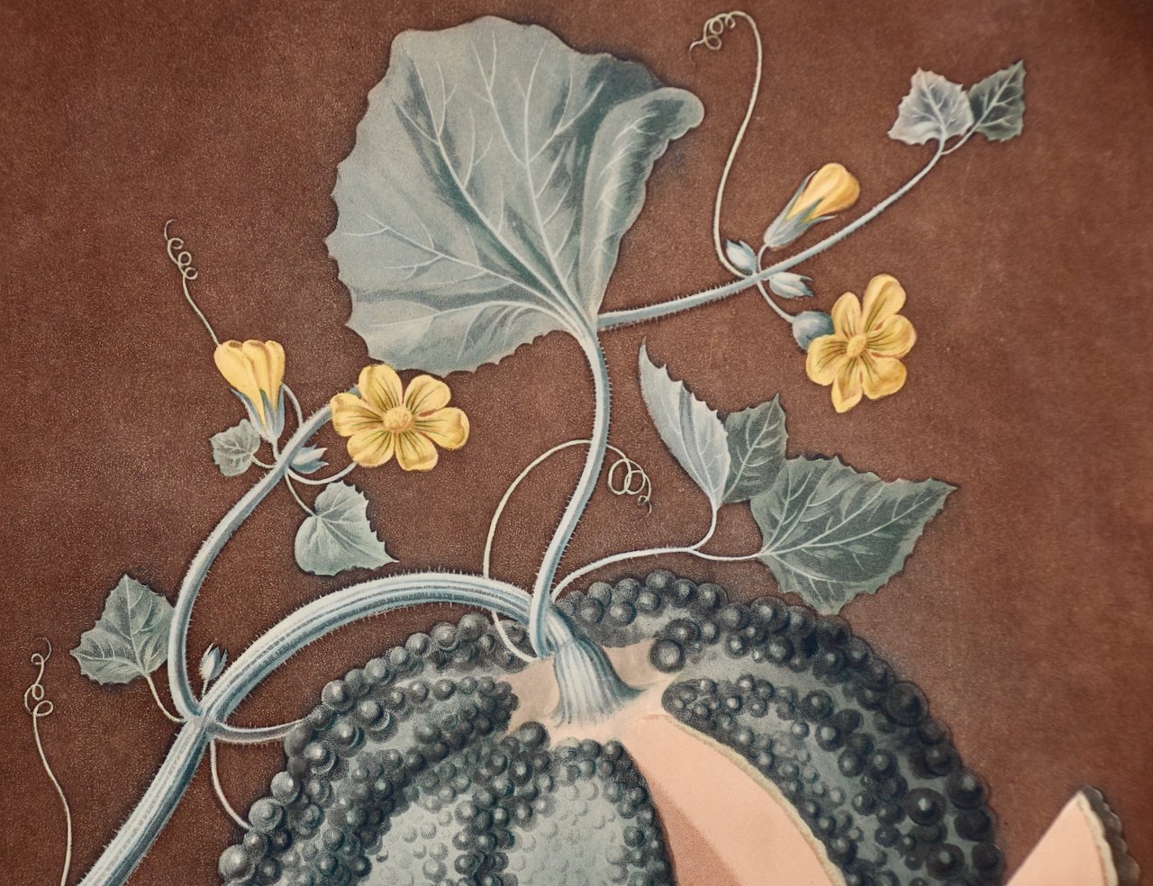 3298C Brookshaw, Silver Rock Melon.jpeg