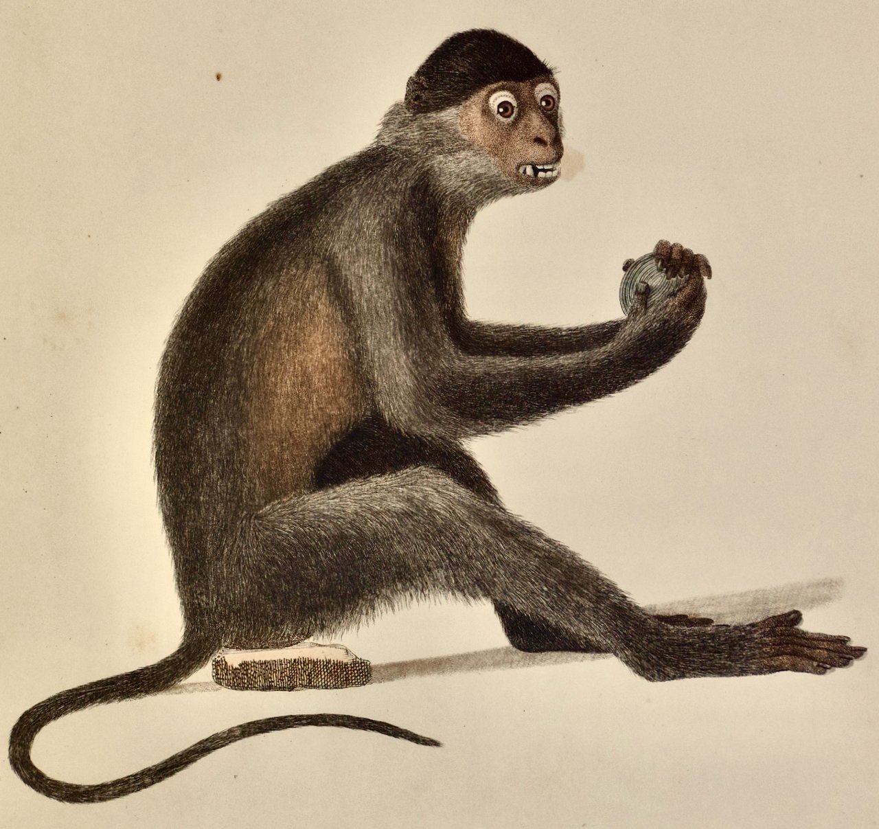 4833B Audebert, Le Mangabey Monkey.jpeg