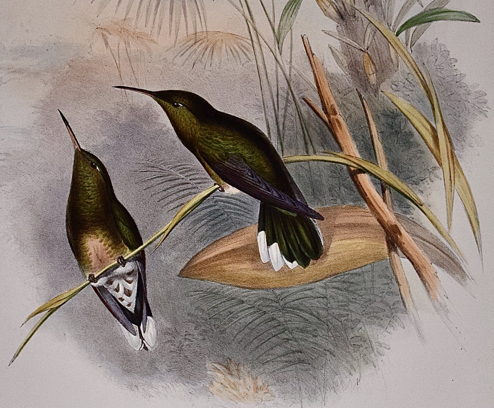 4843C Gould, Cuvier's Sabre-wing Hummingbird (Campylopterus Cuvieri).jpeg