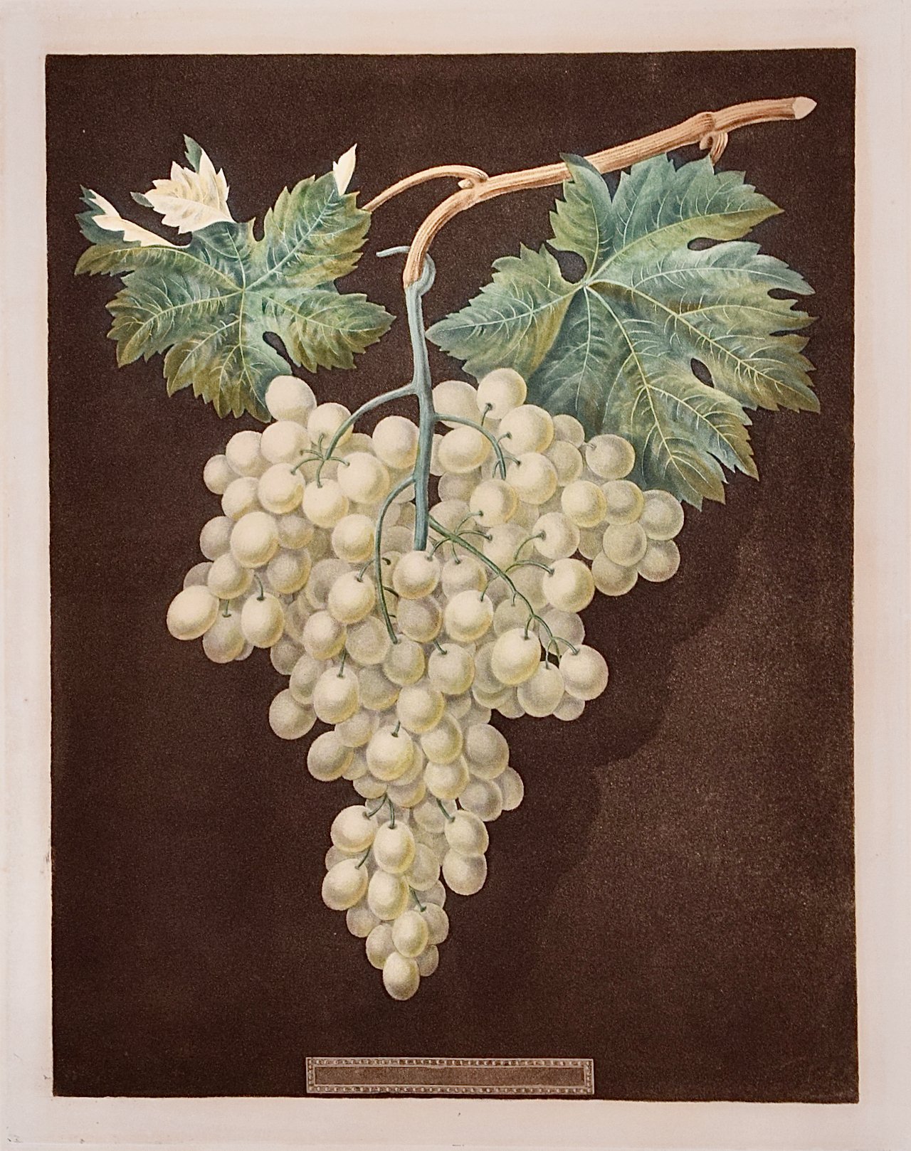 3299A Brookshaw, White Hamburgh Grape.jpeg