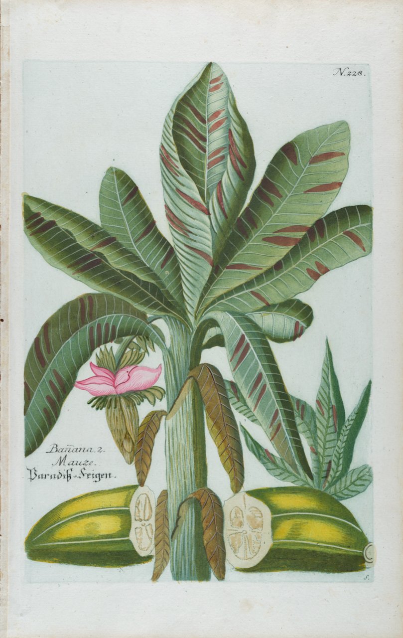 3909 Weinmann, Banana 2. Mauze, Baradis-feigen, Pl. 228.jpeg