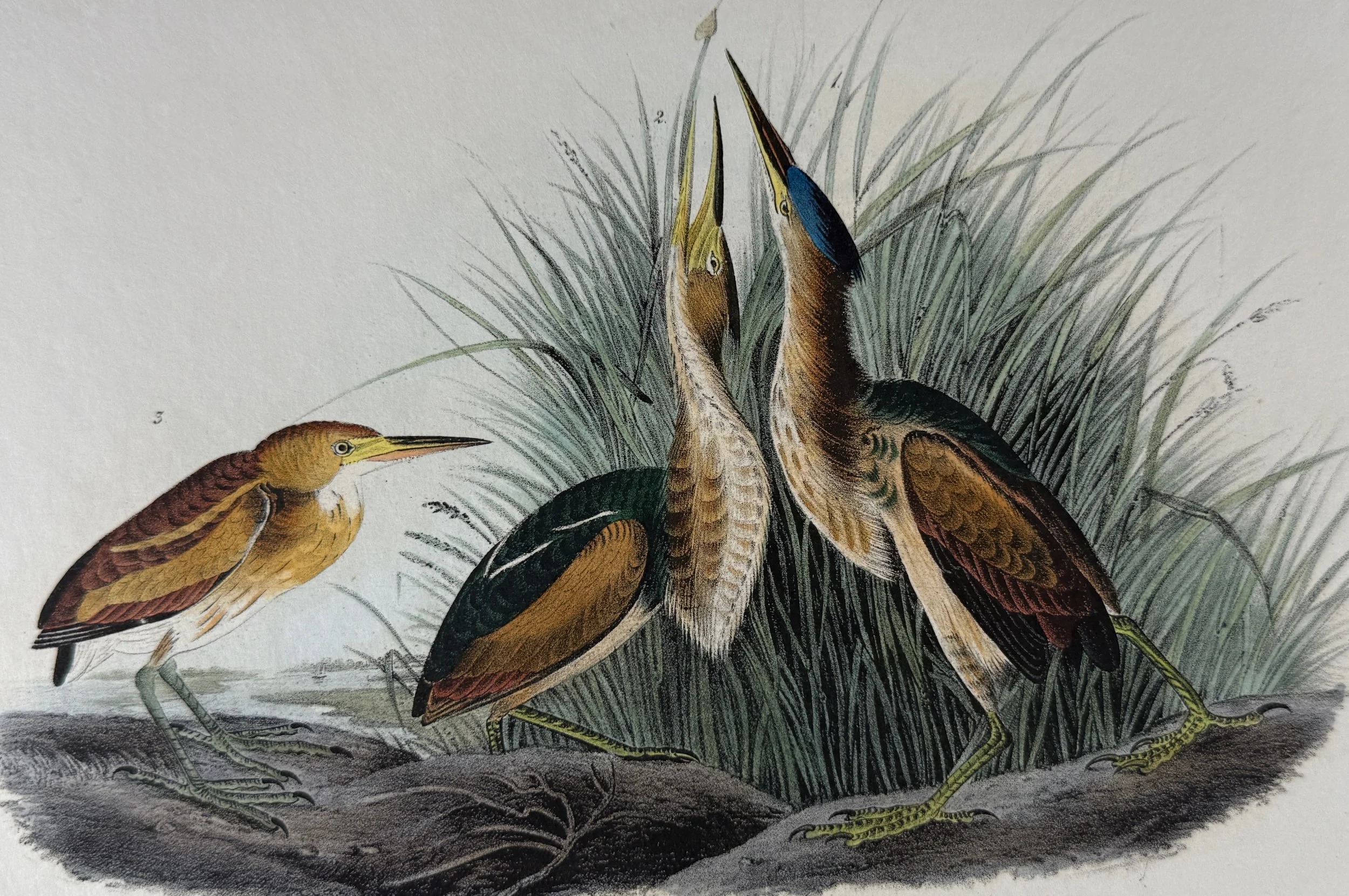 2615A Audubon, Least Bittern, No. 366.jpeg