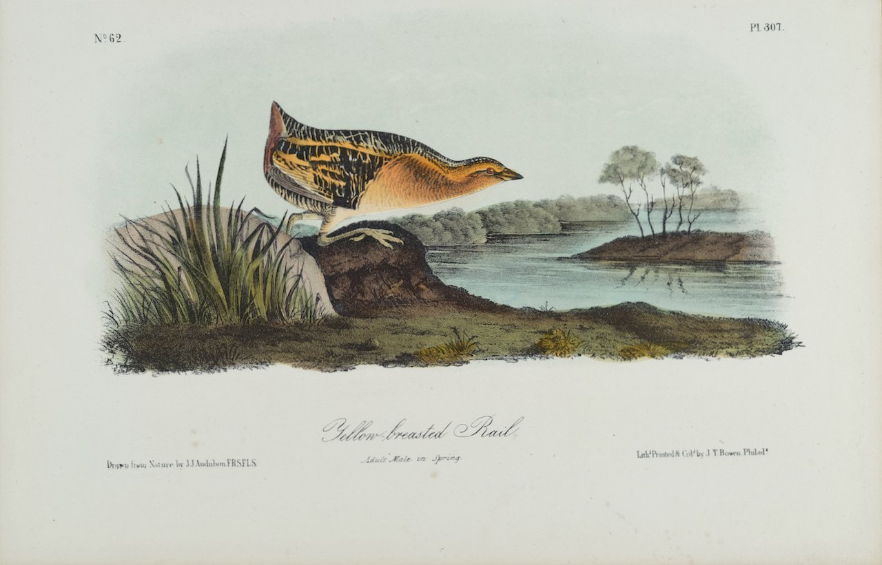 4376 Audubon, Yellow-breasted Rail.jpeg