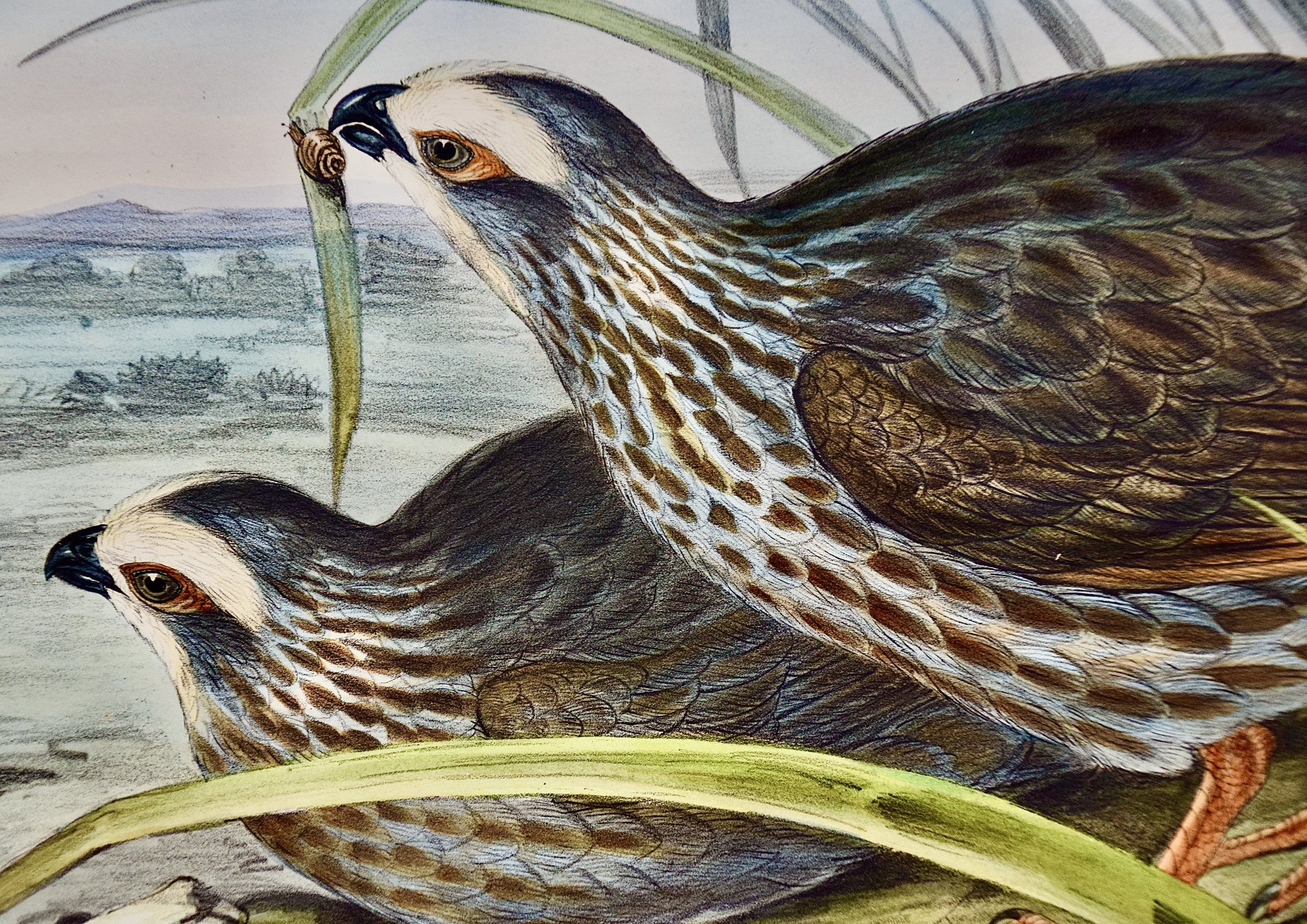 2684B Gould, White Eye-browed Partridge.jpeg