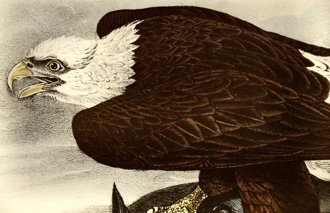 2274C Audubon, White-headed Sea Eagle (Bald Eagle).jpeg