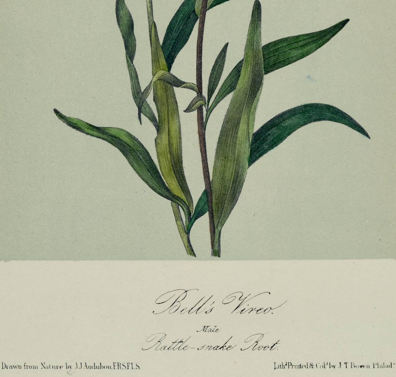 4340C Audubon, Bell's Vireo.jpeg