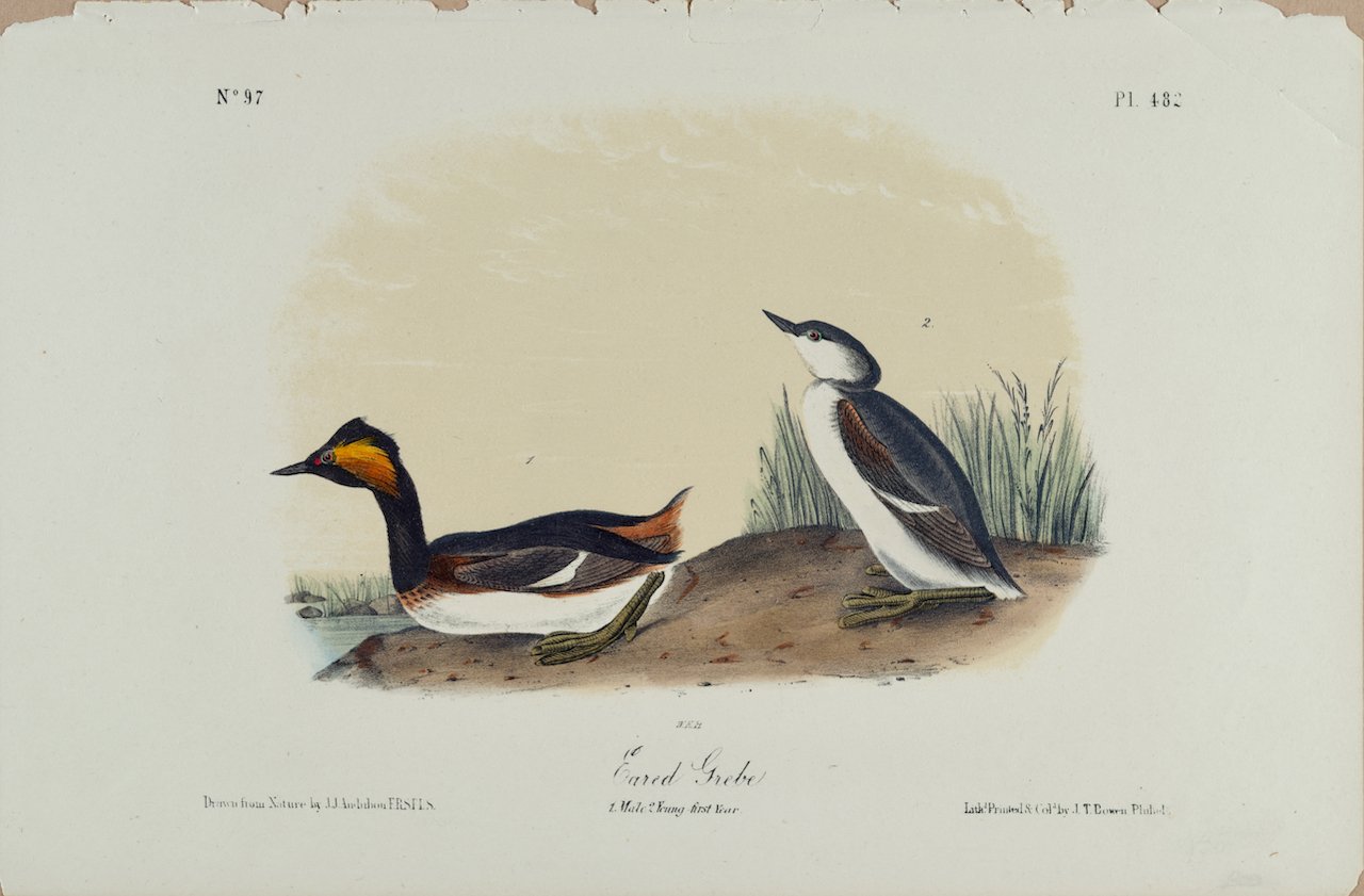 4338 Audubon, Eared Grebe.jpeg