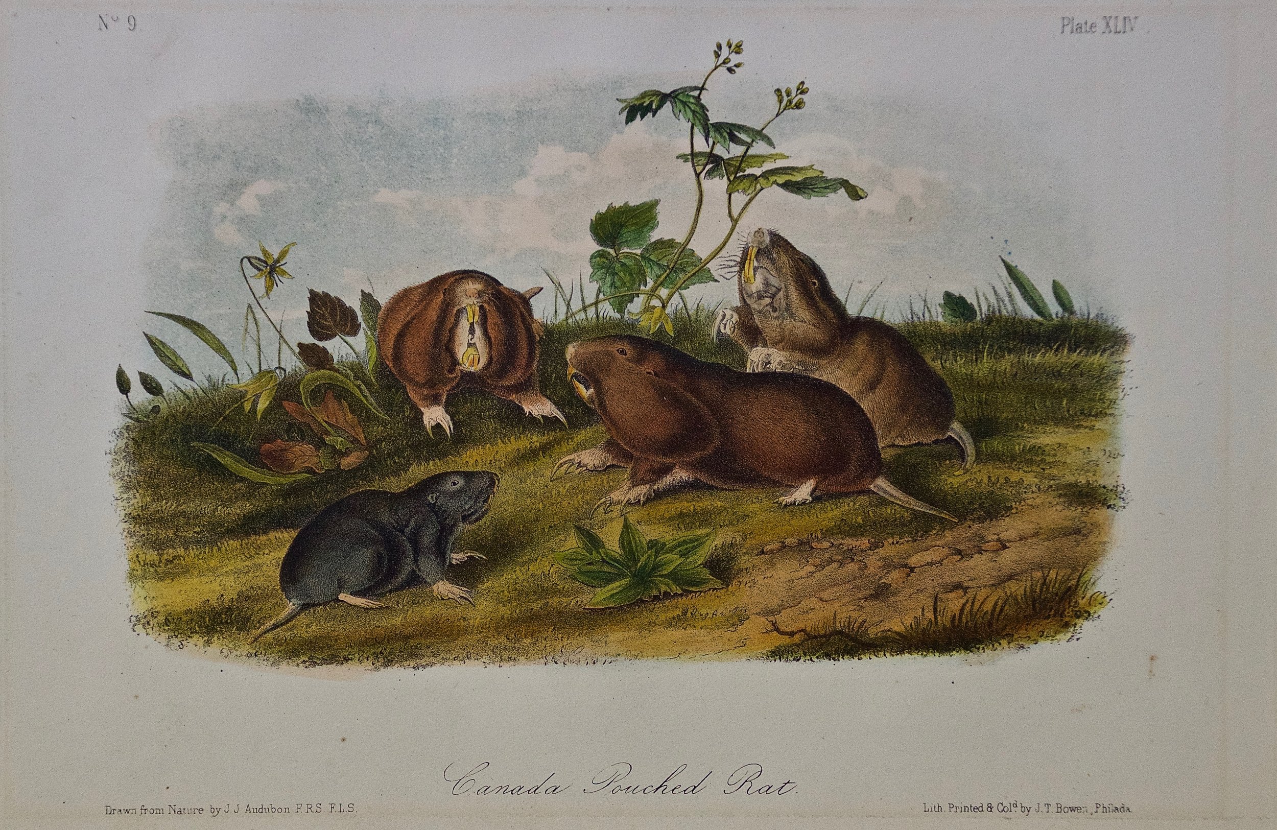 1732 Audubon Canada Pouched Rat.jpg