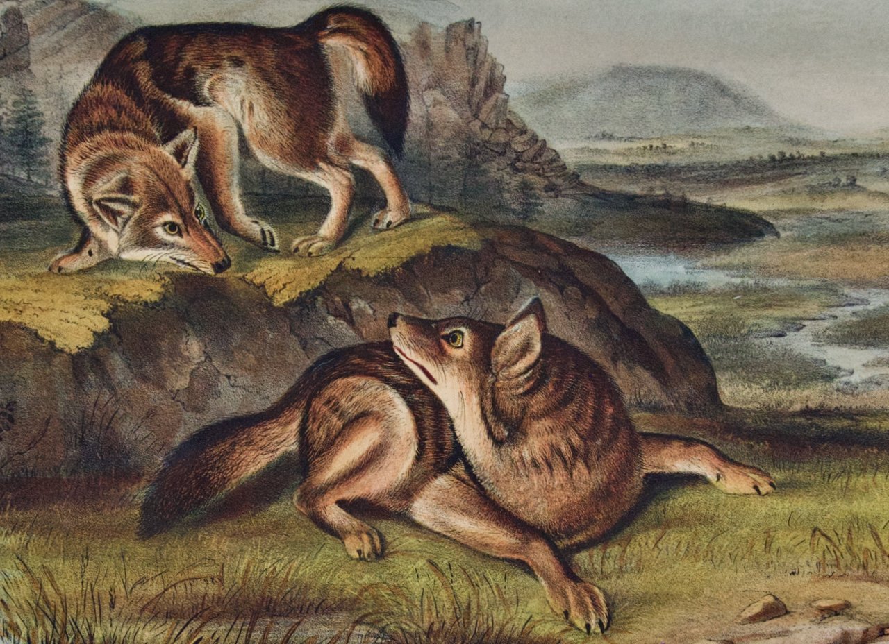 2076C Audubon, Prairie Wolf.jpeg