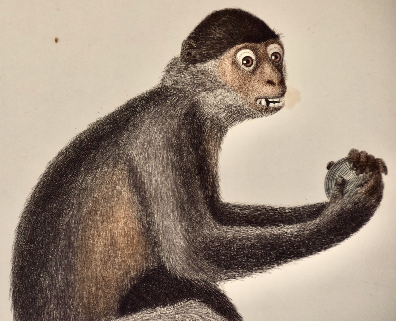 4833C Audebert, Le Mangabey Monkey.jpeg