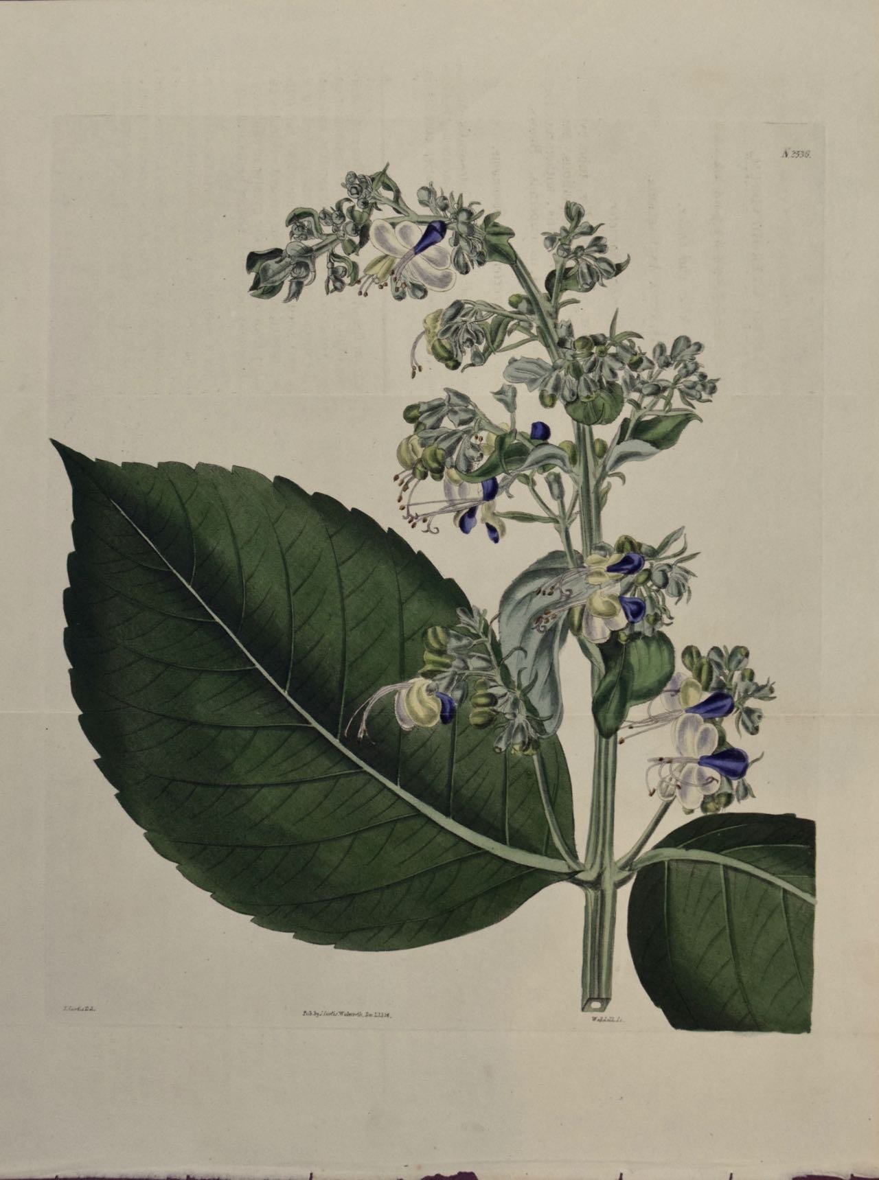 2603 Curtis, Clerodendrum Macrophyllum. Broad-Leaved Clerodendrum.jpg
