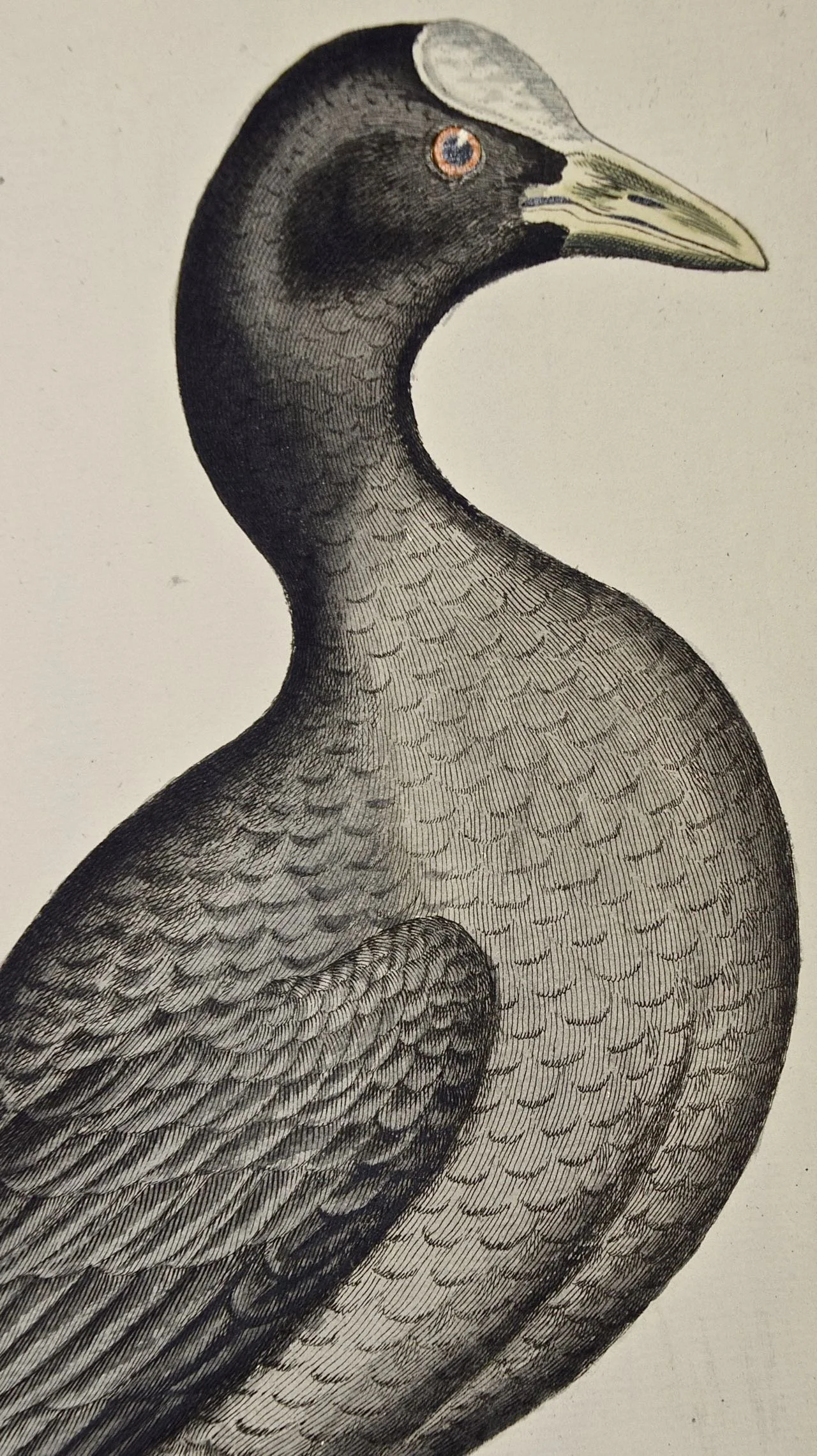 4202C Frisch, Wasserhuhn Coot (1).jpg