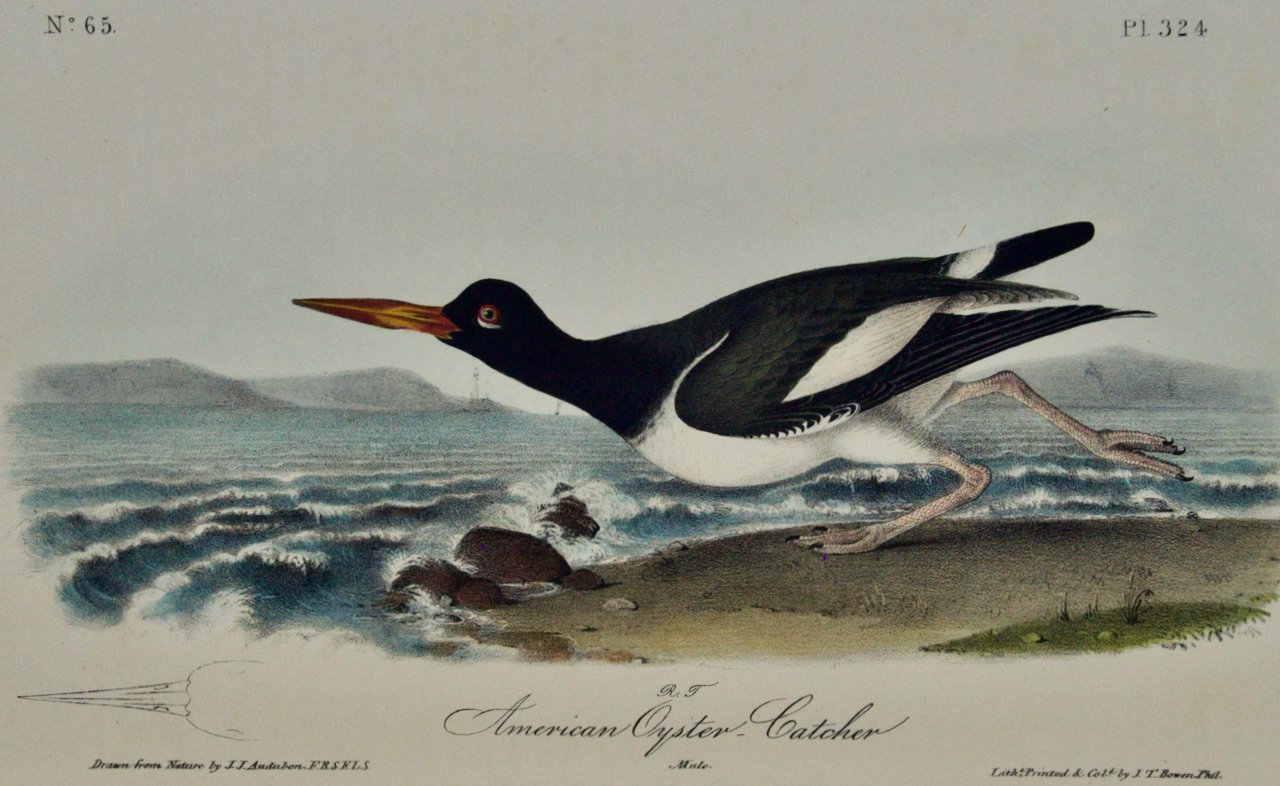 2181A Audubon, American Oyster Catcher.jpeg