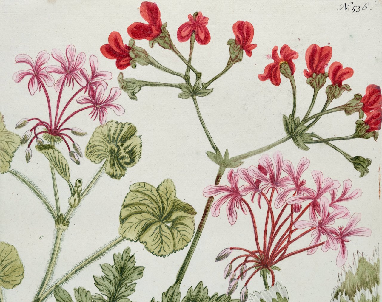 4867B Weinmann, Geranium Anemones folio Africanum (Red Geranium).jpeg