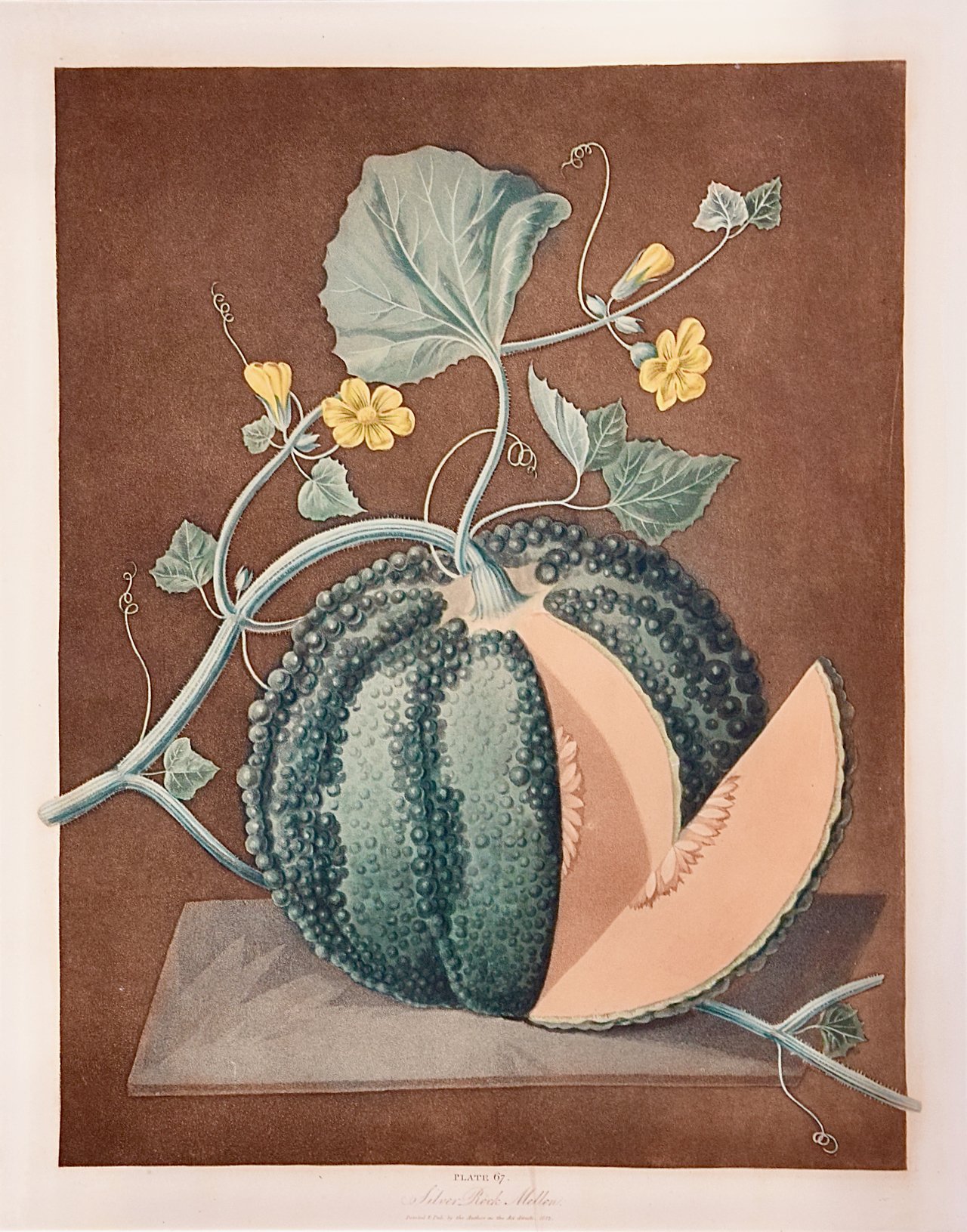 3298H Brookshaw, Silver Rock Melon.jpeg
