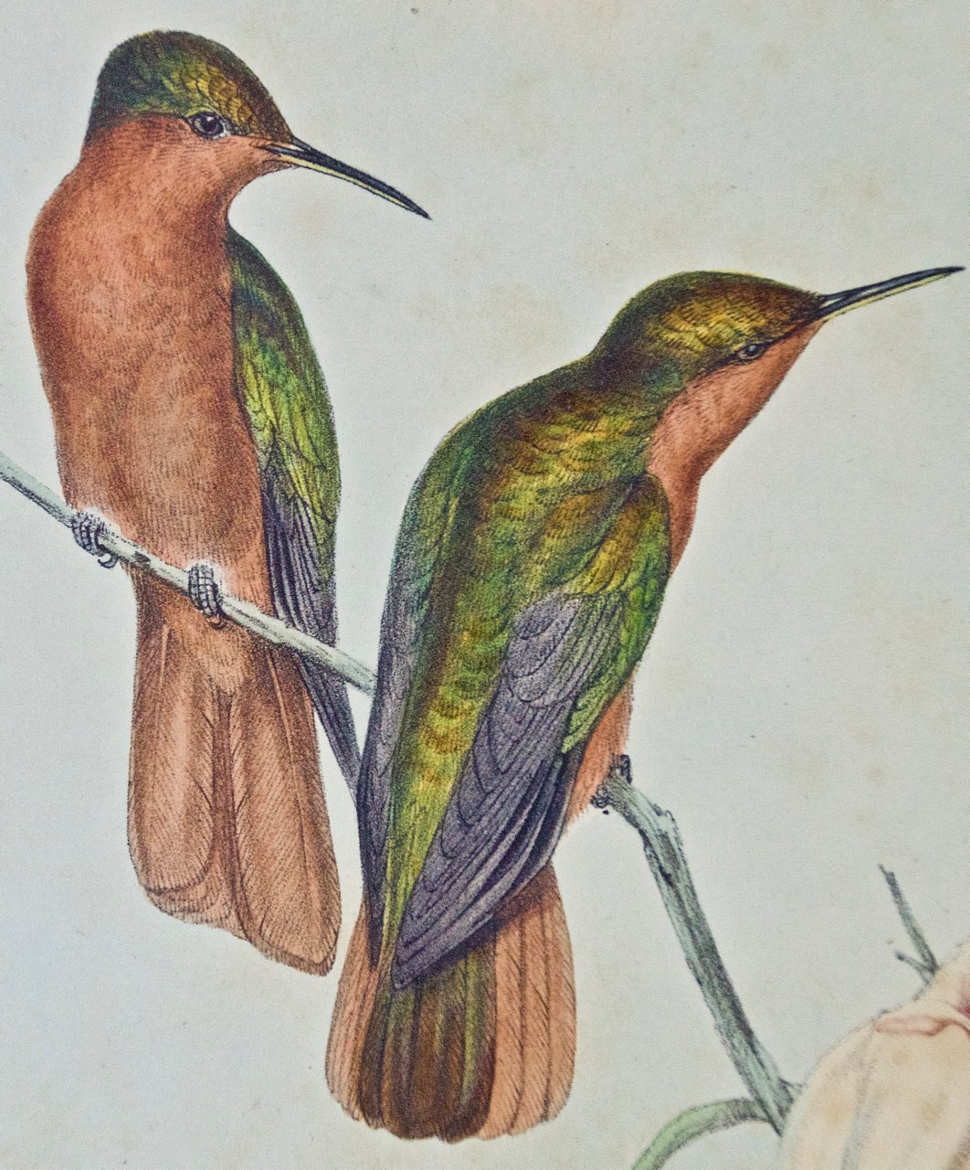 2453D Gould, Campylopterus Hyperythrus Hummingbird.jpg