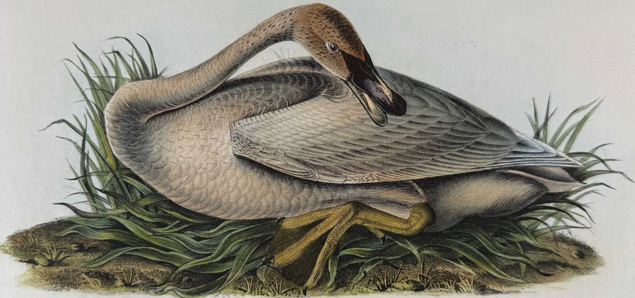 5564A Audubon, Trumpeter Swan, Young, No. 77, Pl. 383.jpeg
