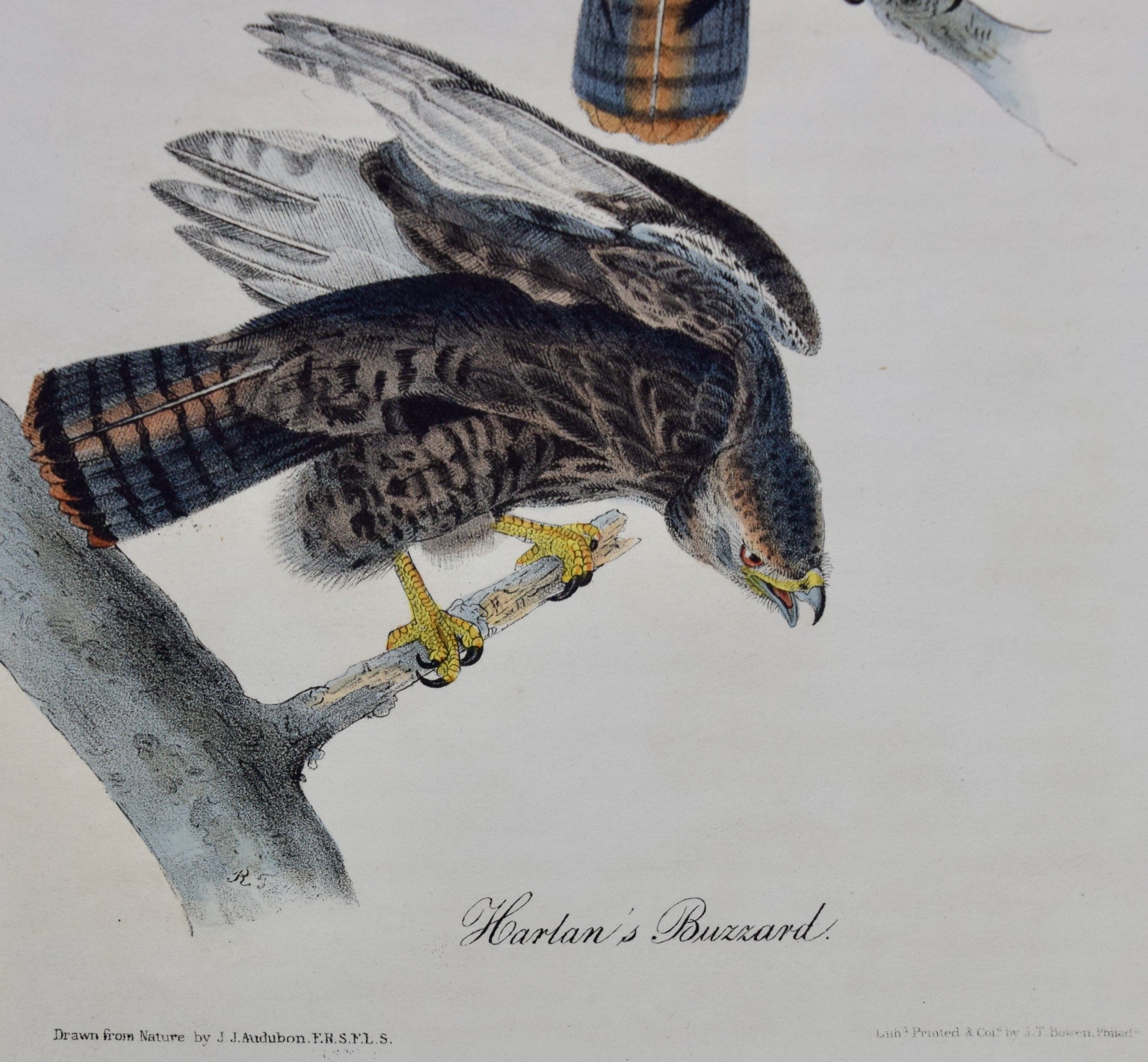 2609D Audubon, Harlan's Buzzard, No. 8.jpeg
