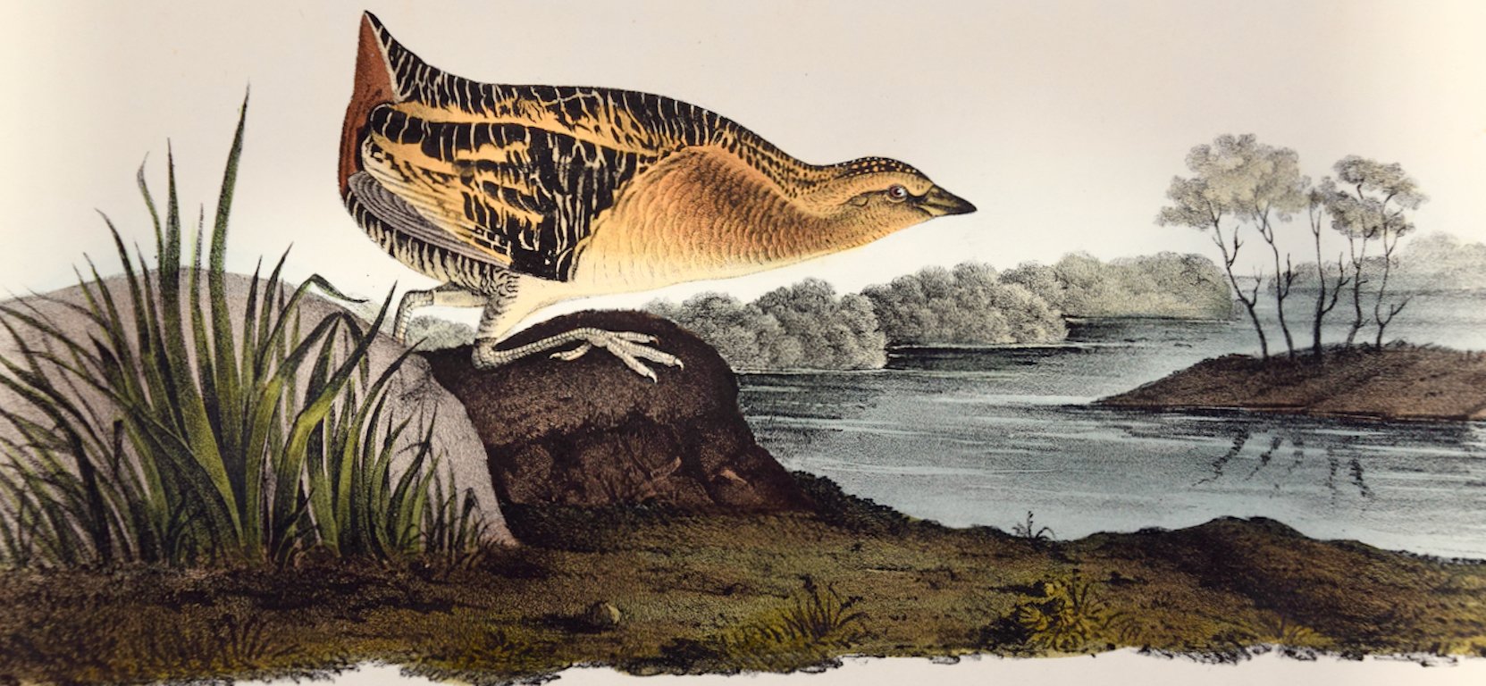 4960A Audubon, yellow-breasted Rail, No. 62, Pl. 307.jpeg