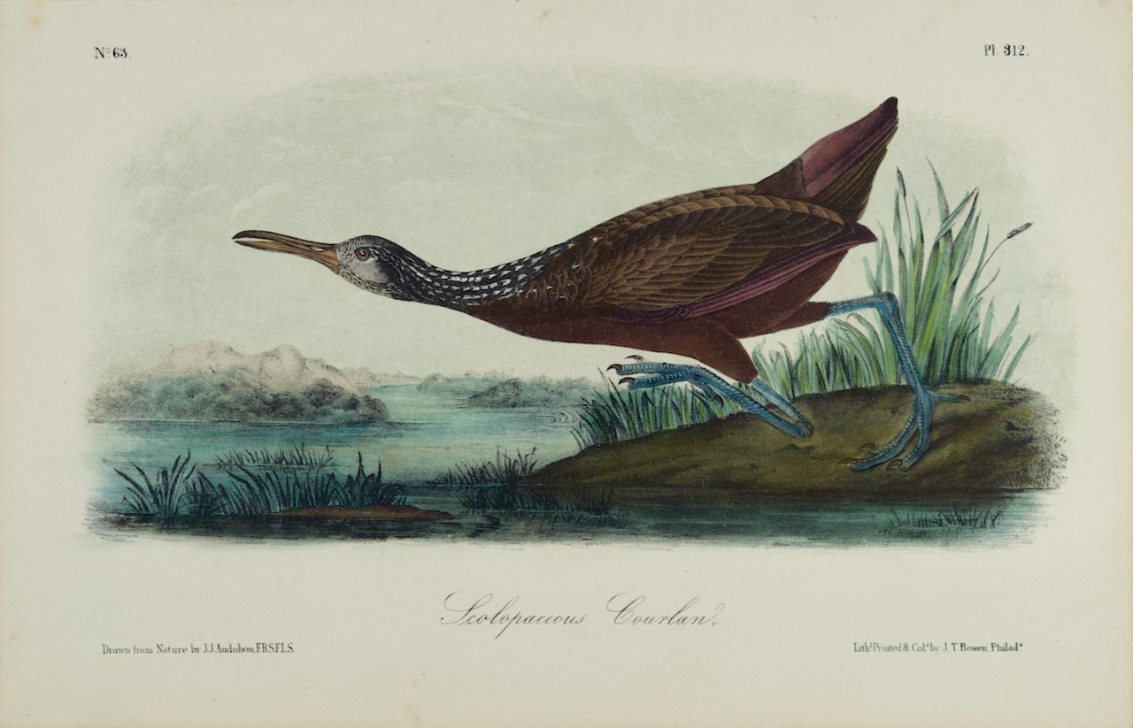 4380 Audubon, Scolopaceous Courlan.jpeg