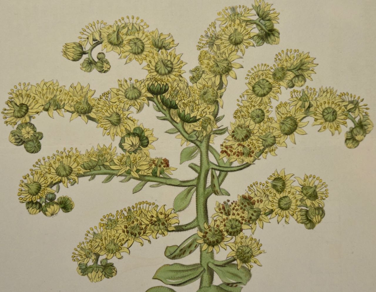 2601B Curtis, Sempervivum Smithii. Hispid-Stemmed Tree Houseleek.jpg