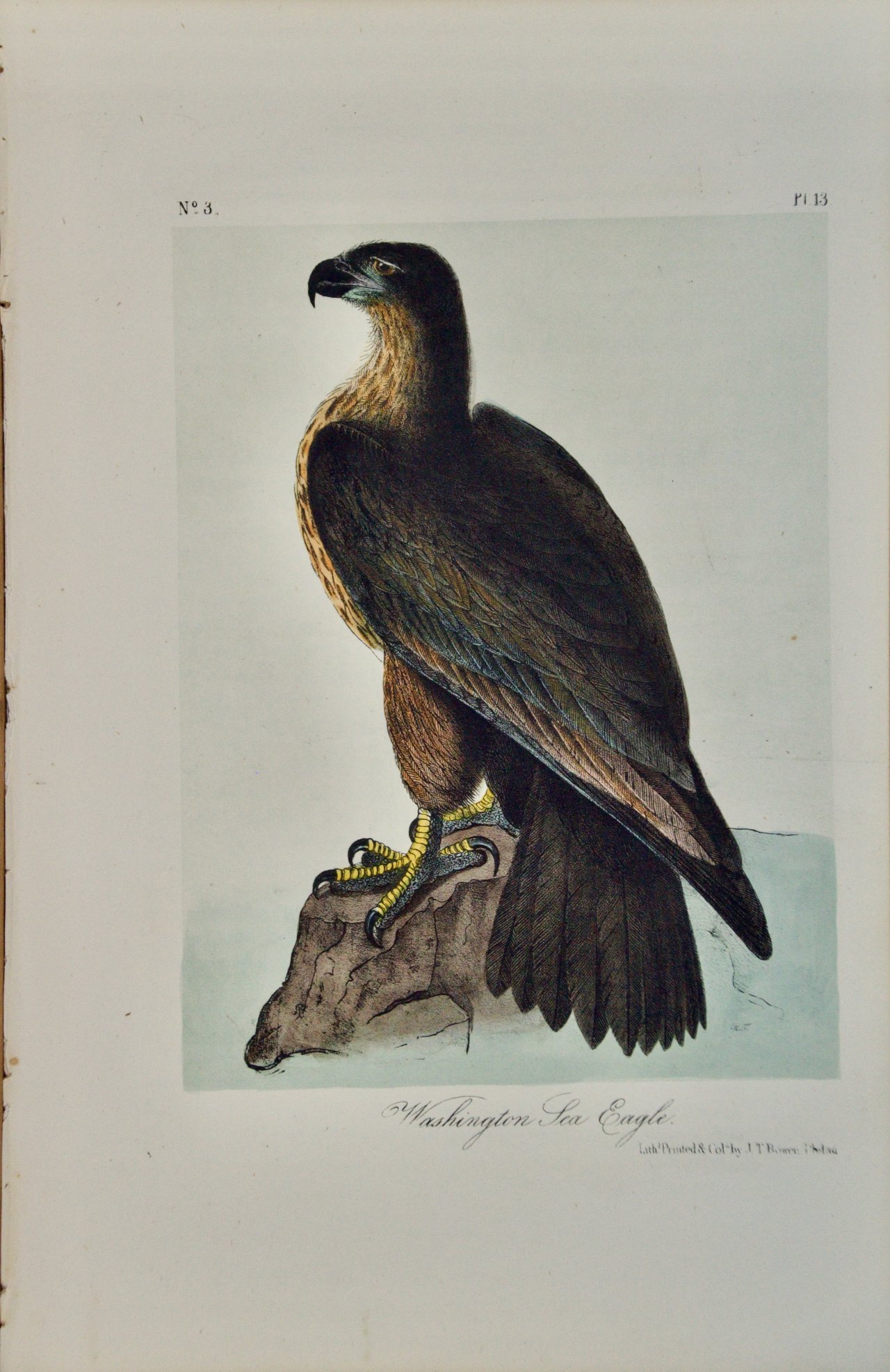 4105 Audubon, Washington Sea Eagle.jpeg