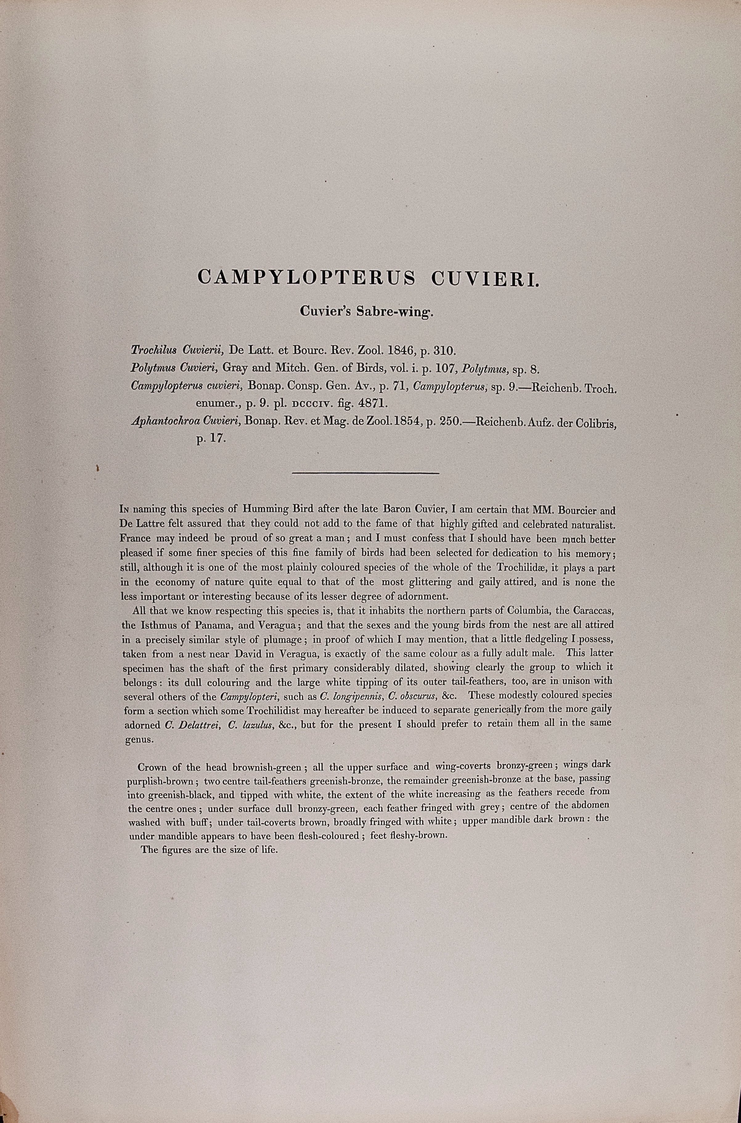 4843D Gould, Cuvier's Sabre-wing Hummingbird (Campylopterus Cuvieri).jpeg