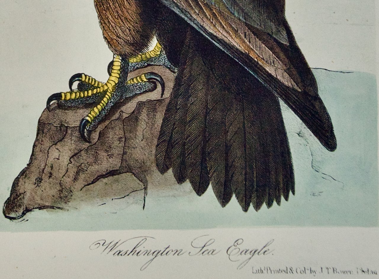 4105C Audubon, Washington Sea Eagle.jpeg