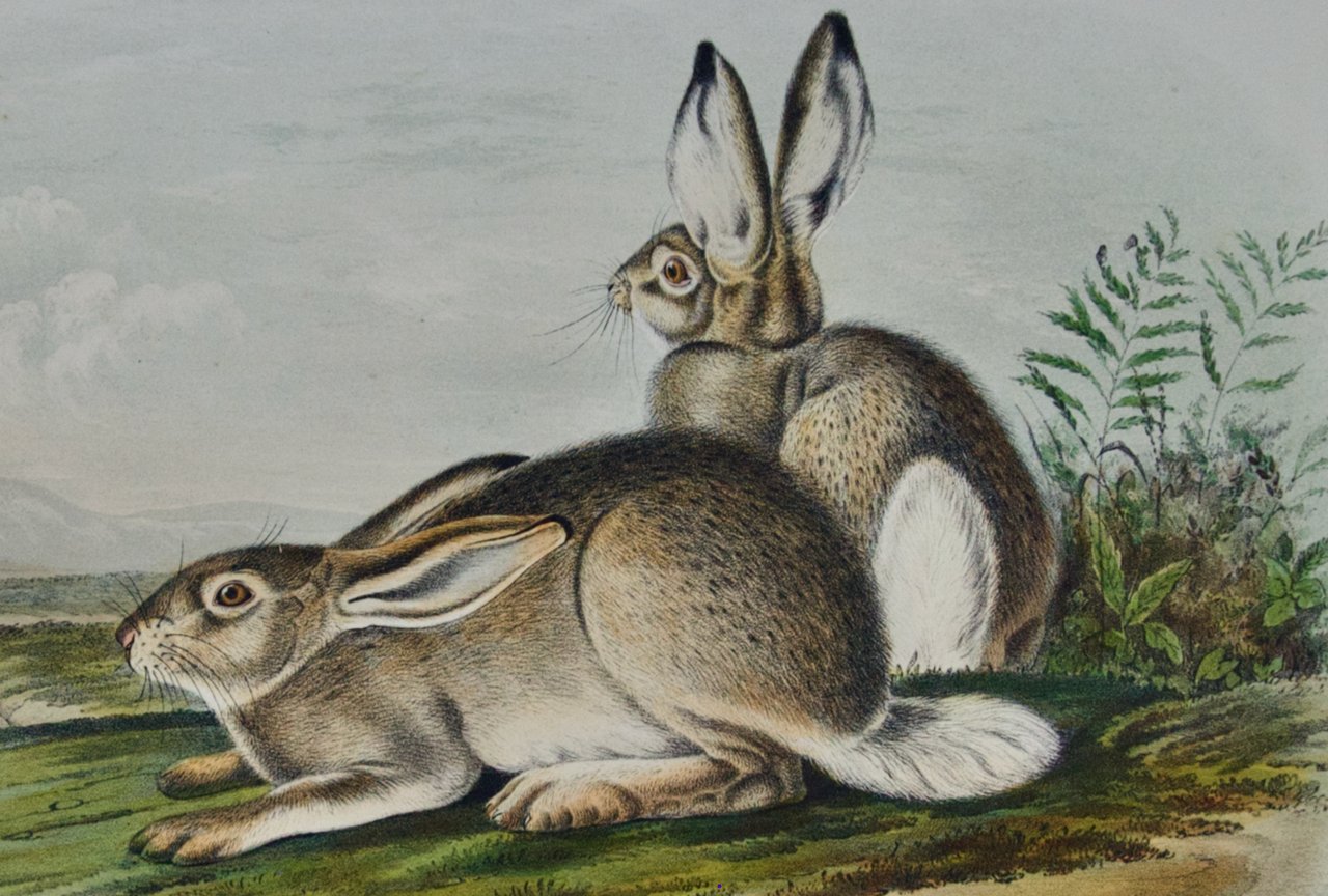2252B Audubon, Townsend's Rocky Mountain Hare.jpeg