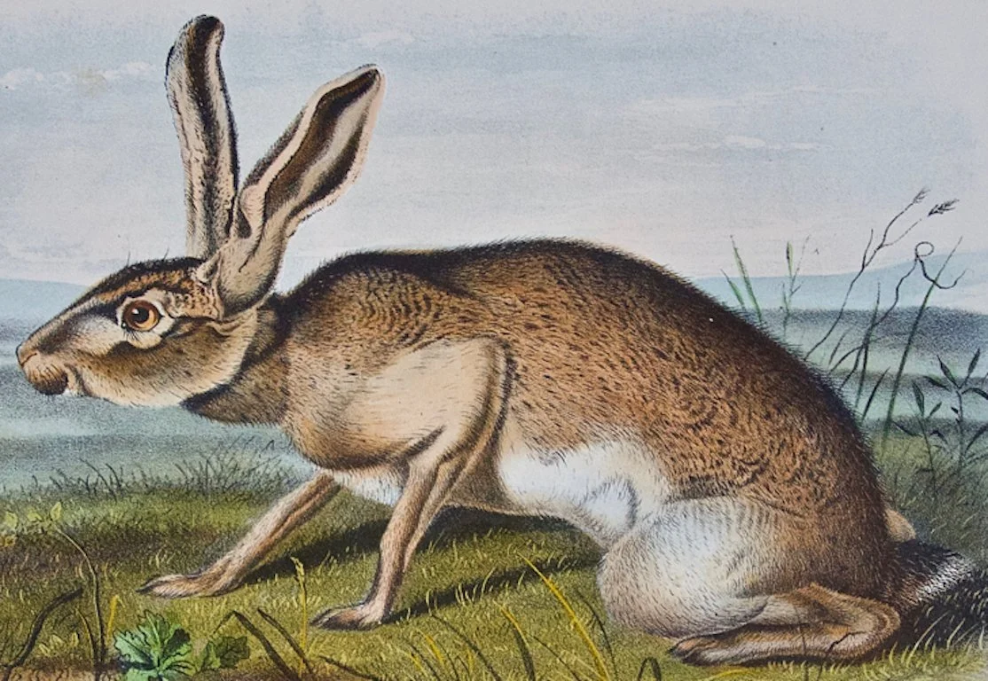 2315B Audubon, Texan Hare.jpeg
