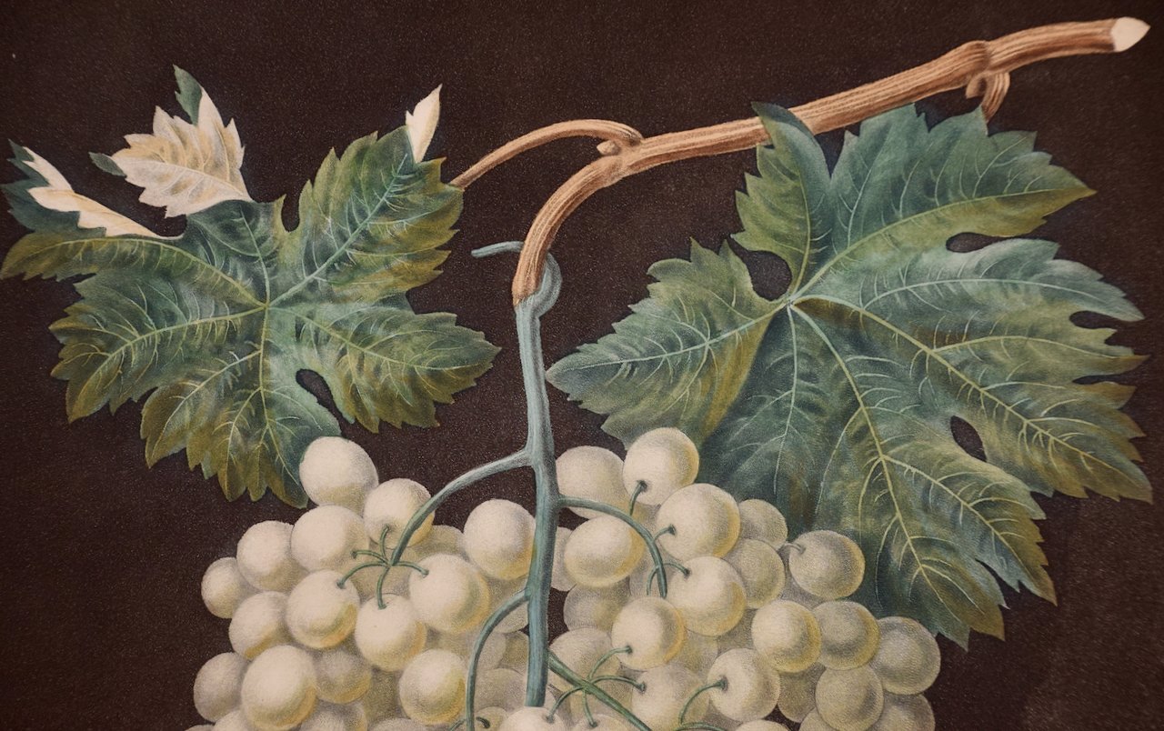 3299D Brookshaw, White Hamburgh Grape.jpeg