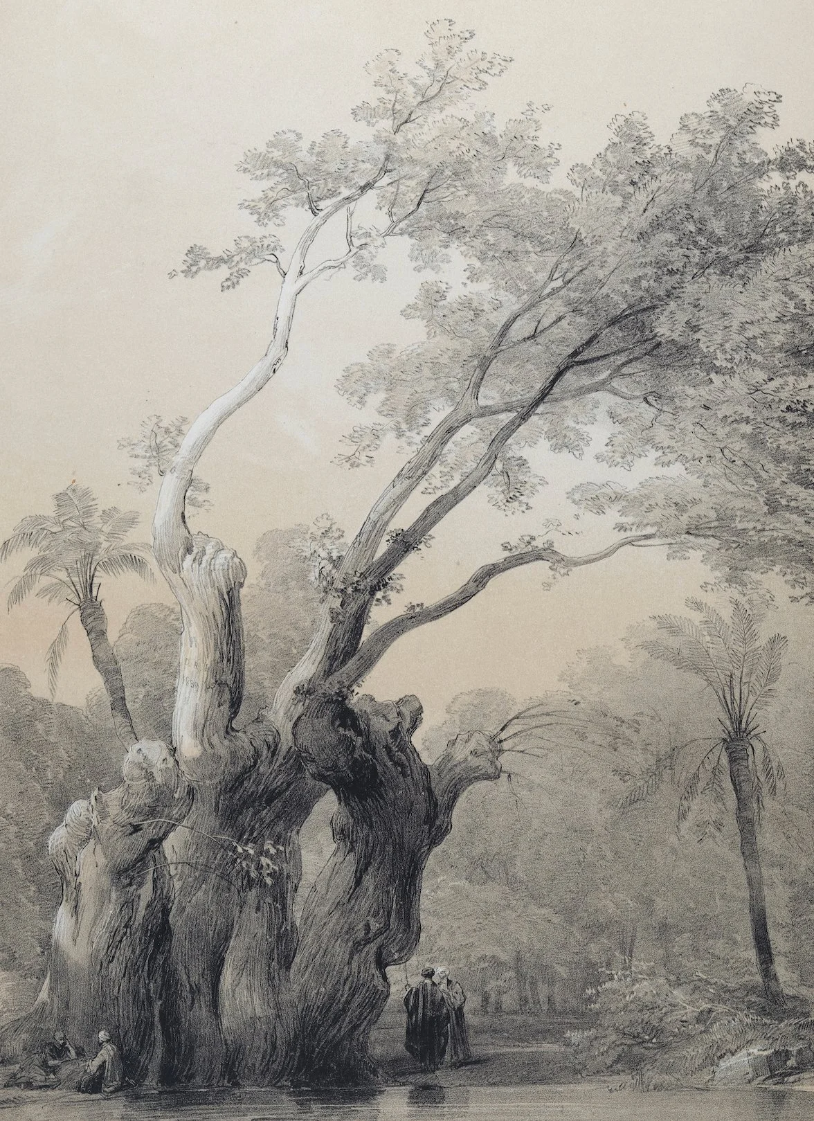 5460C Roberts, The Holy Tree of Metereah.jpeg