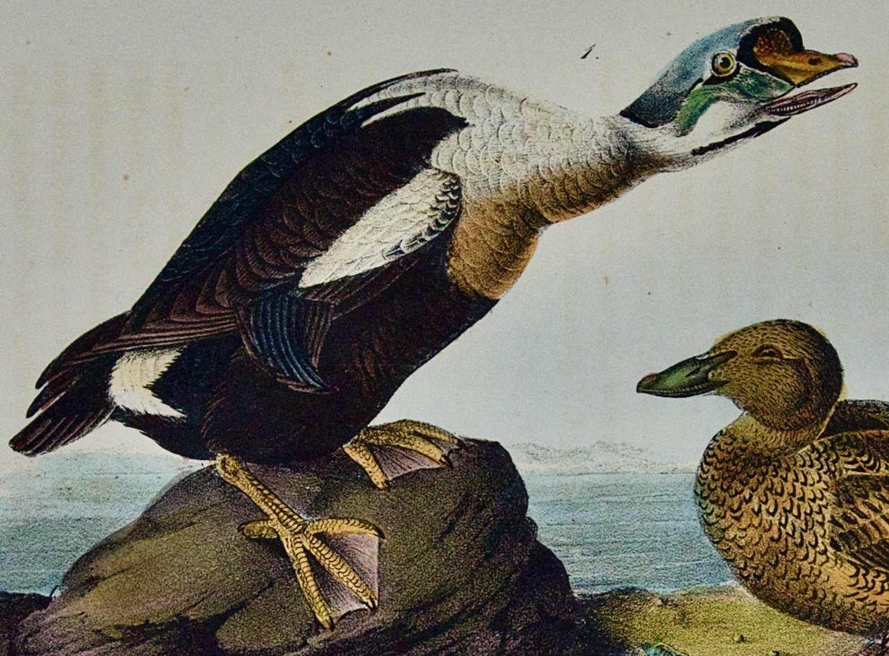 3660C Audubon, King Duck.jpeg
