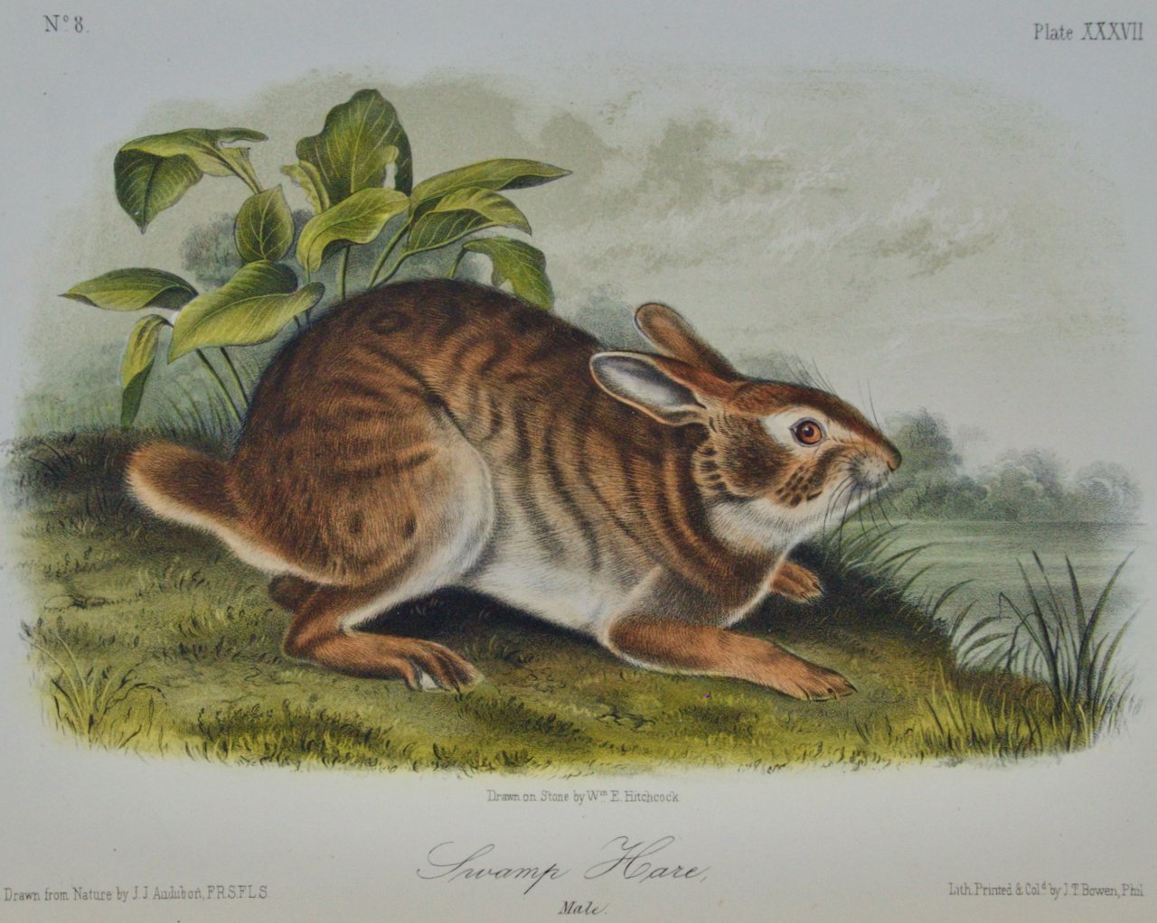 2324A Audubon, Swamp Hare.jpeg