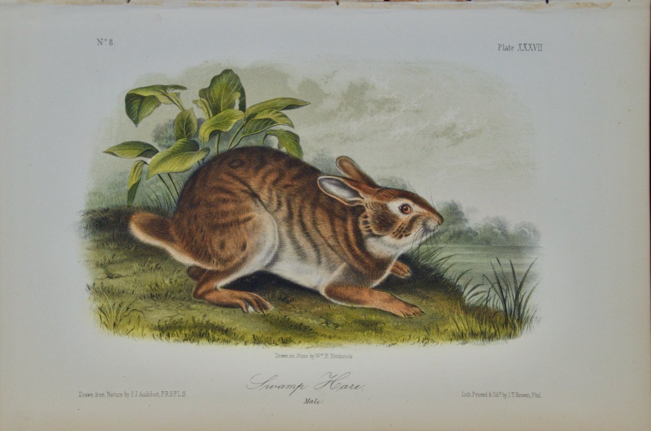 2324 Audubon, Swamp Hare.jpeg