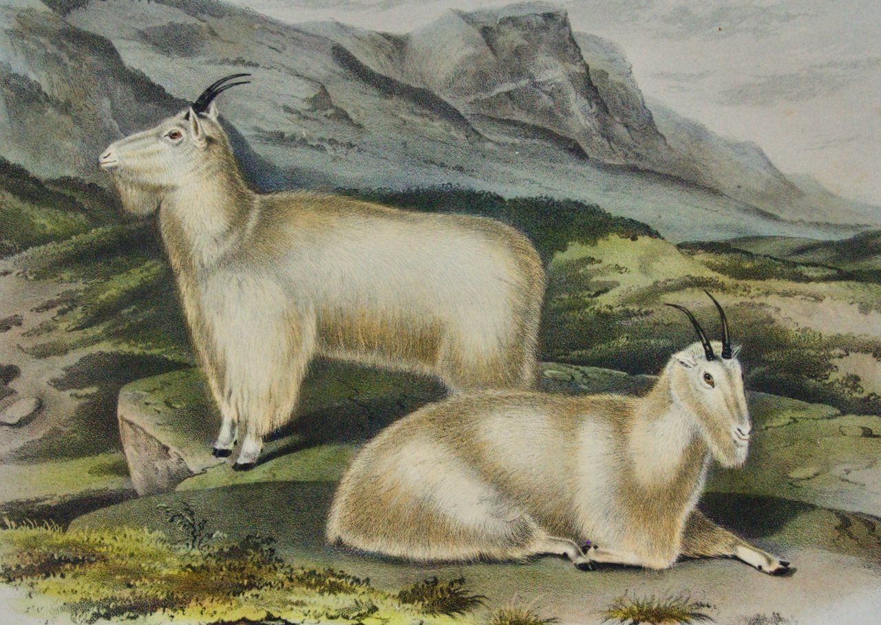 2306B Audubon, Rocky Mountain Goat, No. 26, Plate CXXVIII,128.jpeg