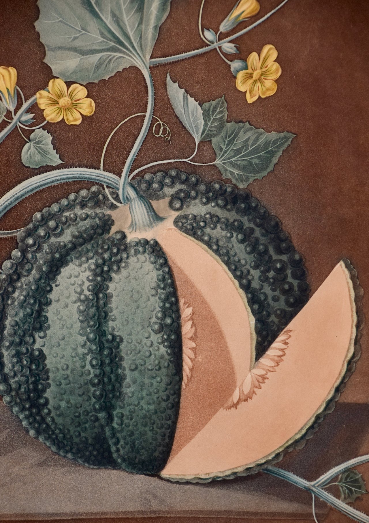 3298B Brookshaw, Silver Rock Melon.jpeg