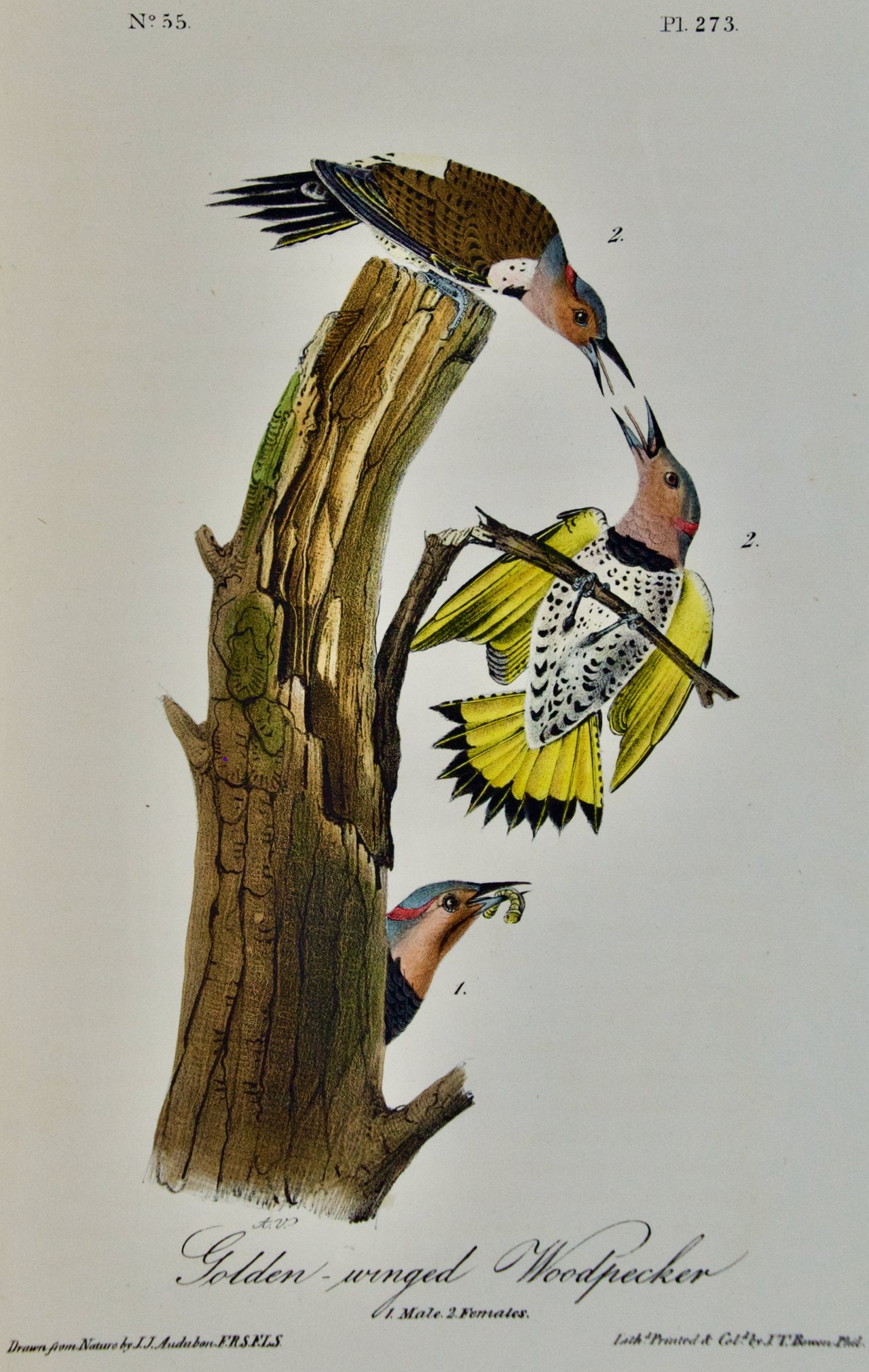 2613 Audubon, Golden-winged Woodpecker (1).jpeg