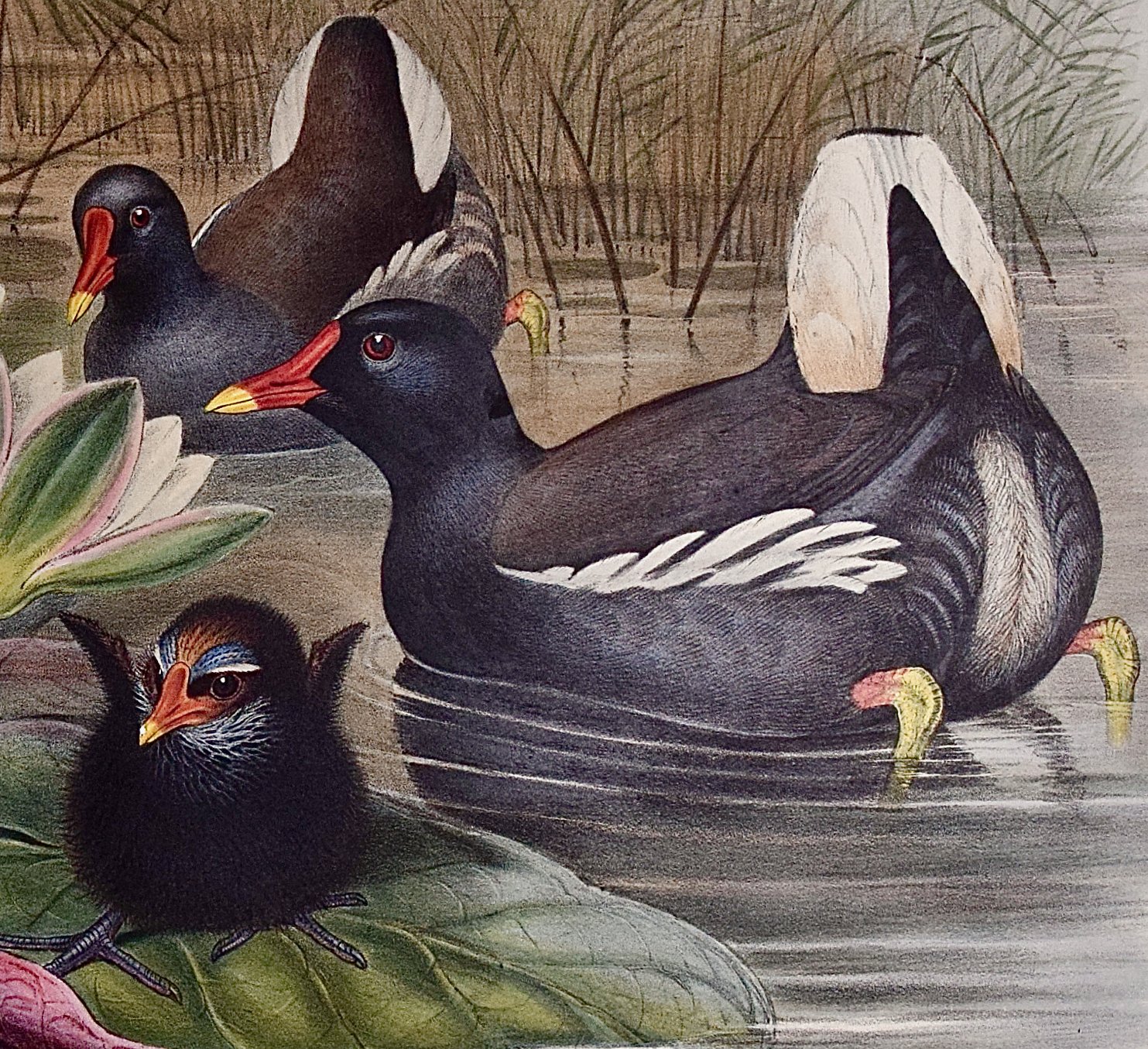5038D Gould, Gallinula Chloropus (Moorhen).jpeg