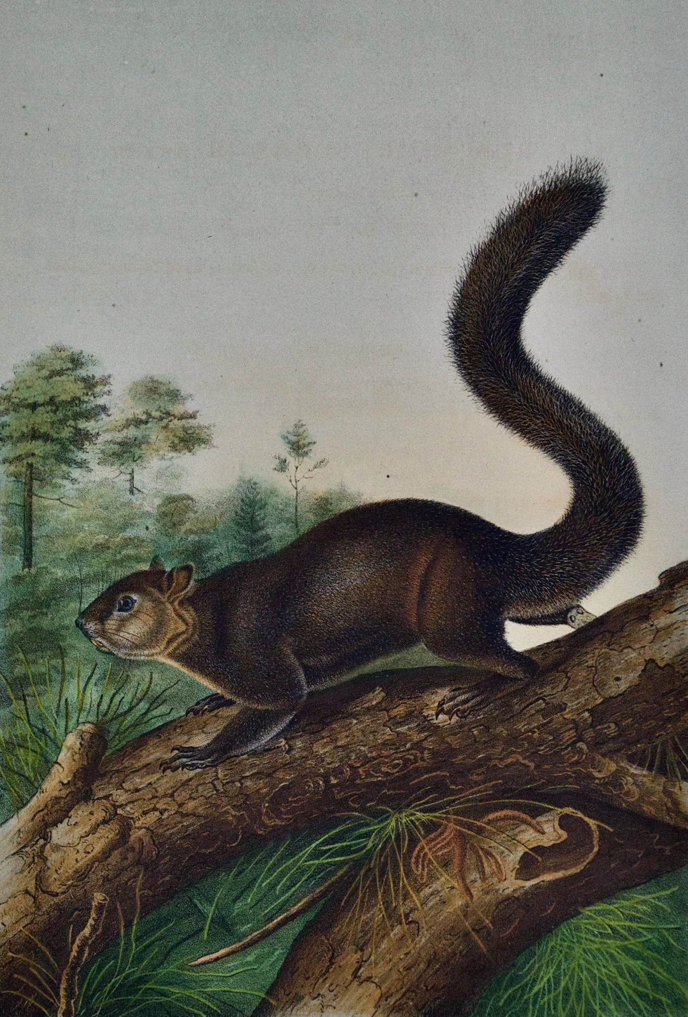 2099A Audubon, Dusky Squirrel.jpeg