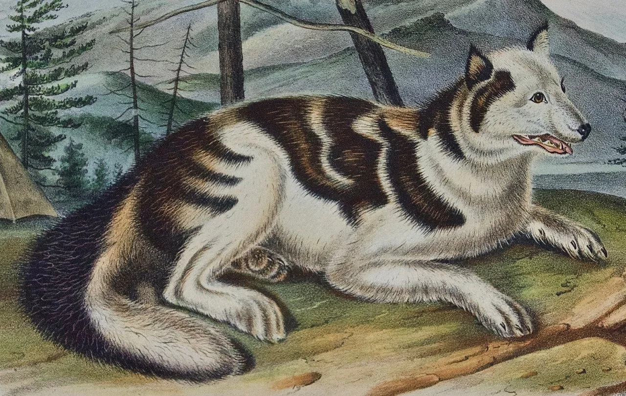 Hare Indian Dog: An Original 19th Century Audubon Hand-colored 