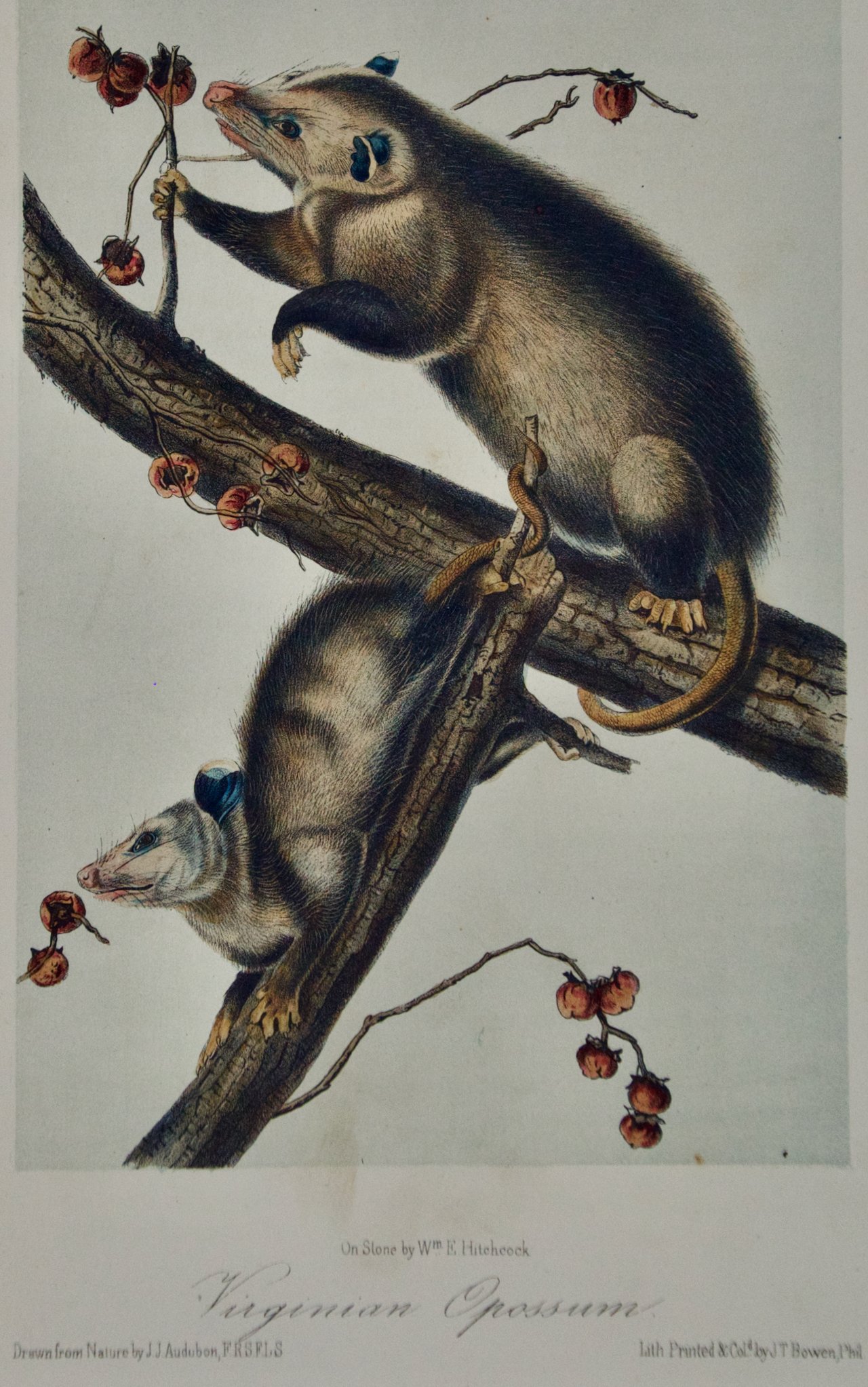 1837A Audubon, Virginian Opossum, No. 14, Plate LXVI, 66.jpeg