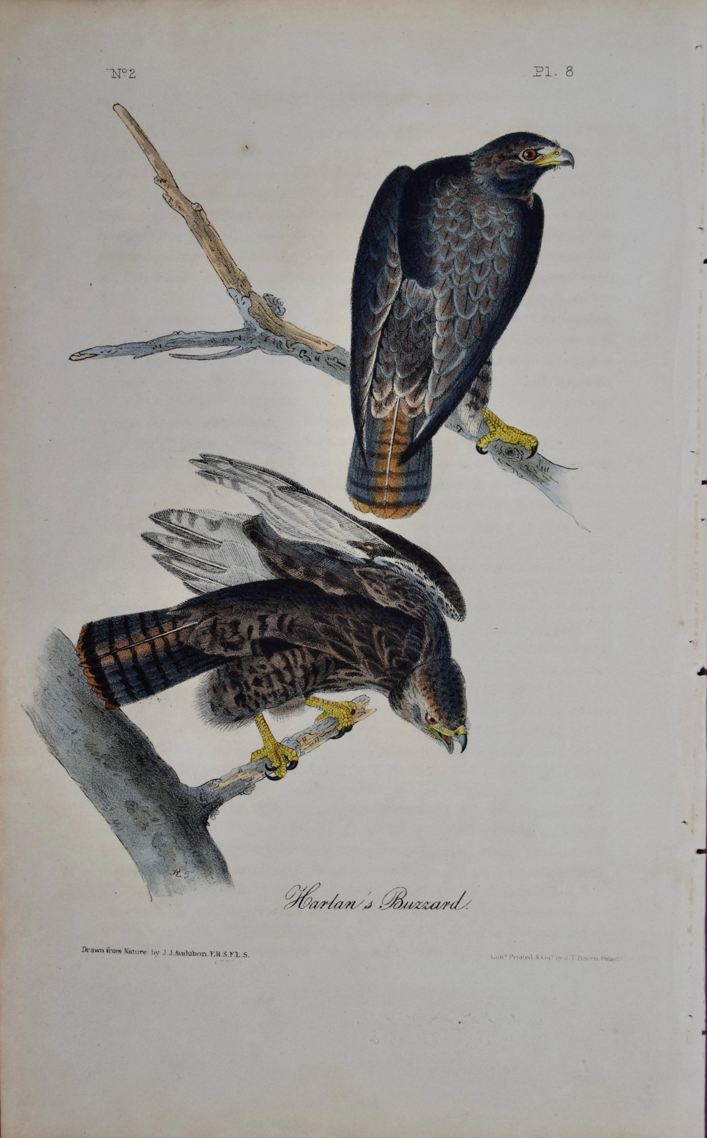 2609 Audubon, Harlan's Buzzard, No. 8.jpeg