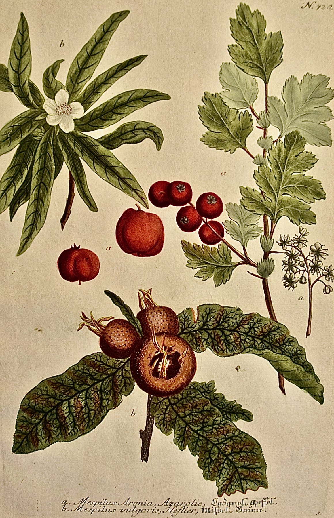 4511A Weinmann, A. Mespilus Aronia Azarolie B. Mespilus Vulgaris Neflier, Pl. 728.jpeg