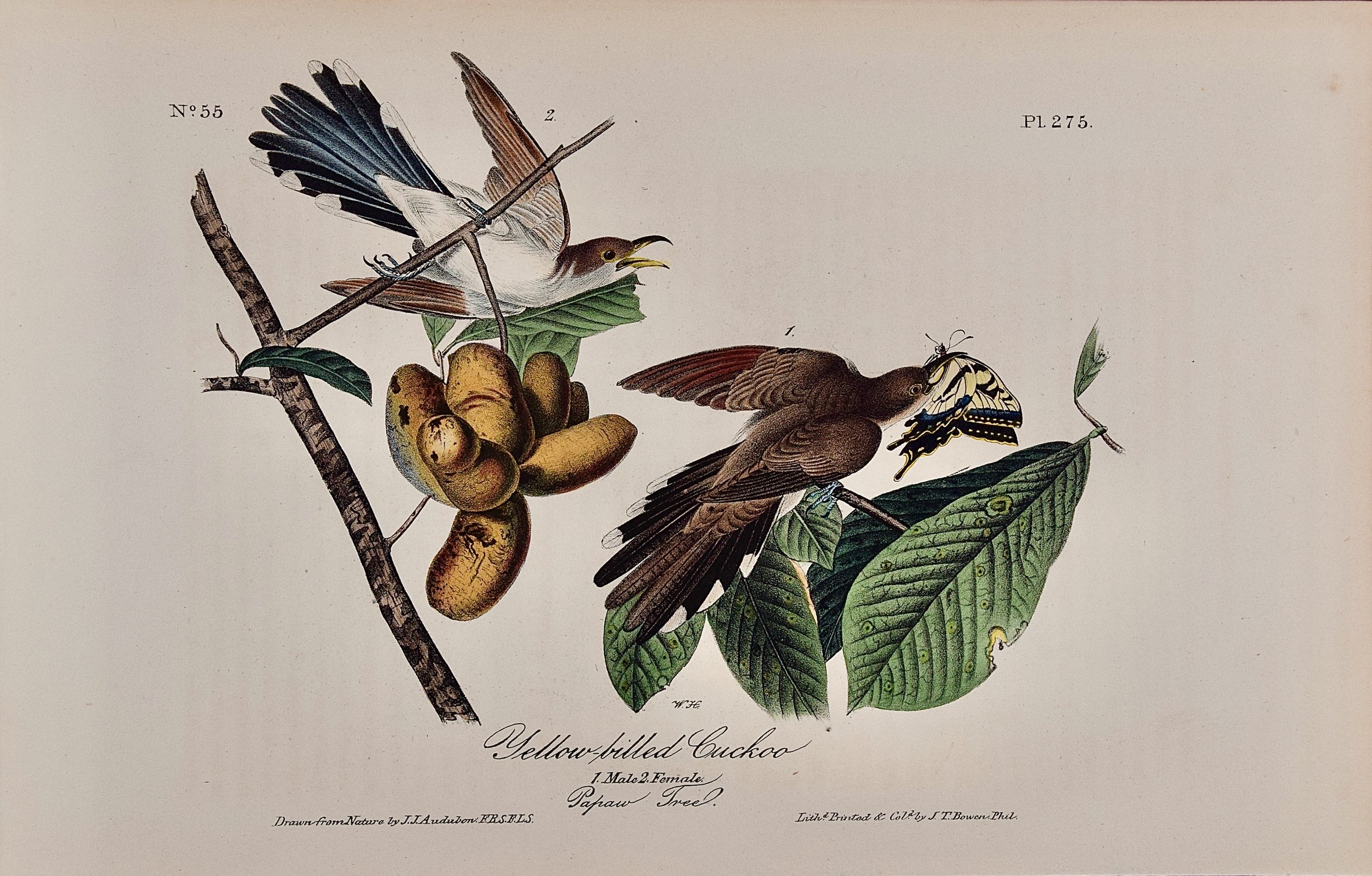 5014 Audubon, Yellow-billed Cuckoo, 1. Male, 2, Female, Papaw Tree.jpeg