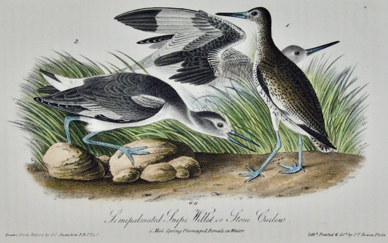 2604A Audubon, Semipalmated Snipe, Willet or Stone Curlew.jpeg