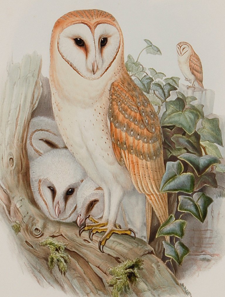 5073B Gould, “Strix Flammea” (Barn Owl).jpeg
