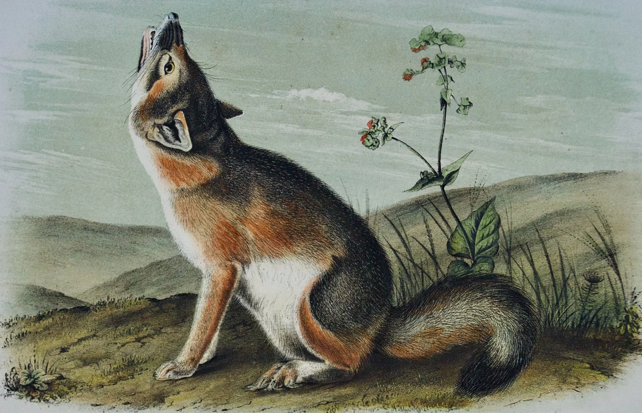 2203A Audubon, Swift Fox.jpeg