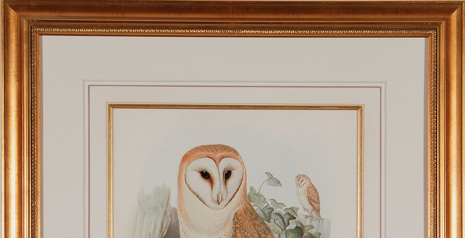 5073E Gould, “Strix Flammea” (Barn Owl).jpeg