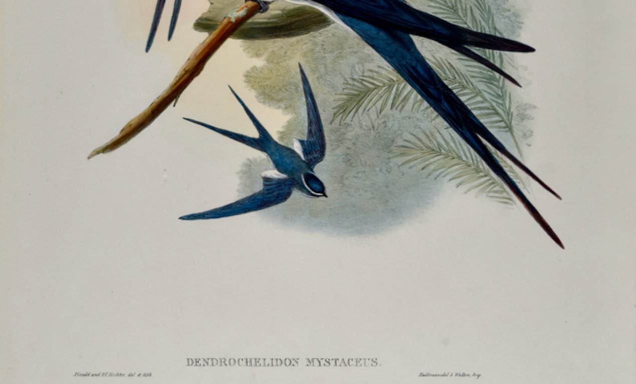 5030D Gould, Dendrochelidon Mystaceus (Bearded Tree-Swift) from Birds of Asia.jpeg